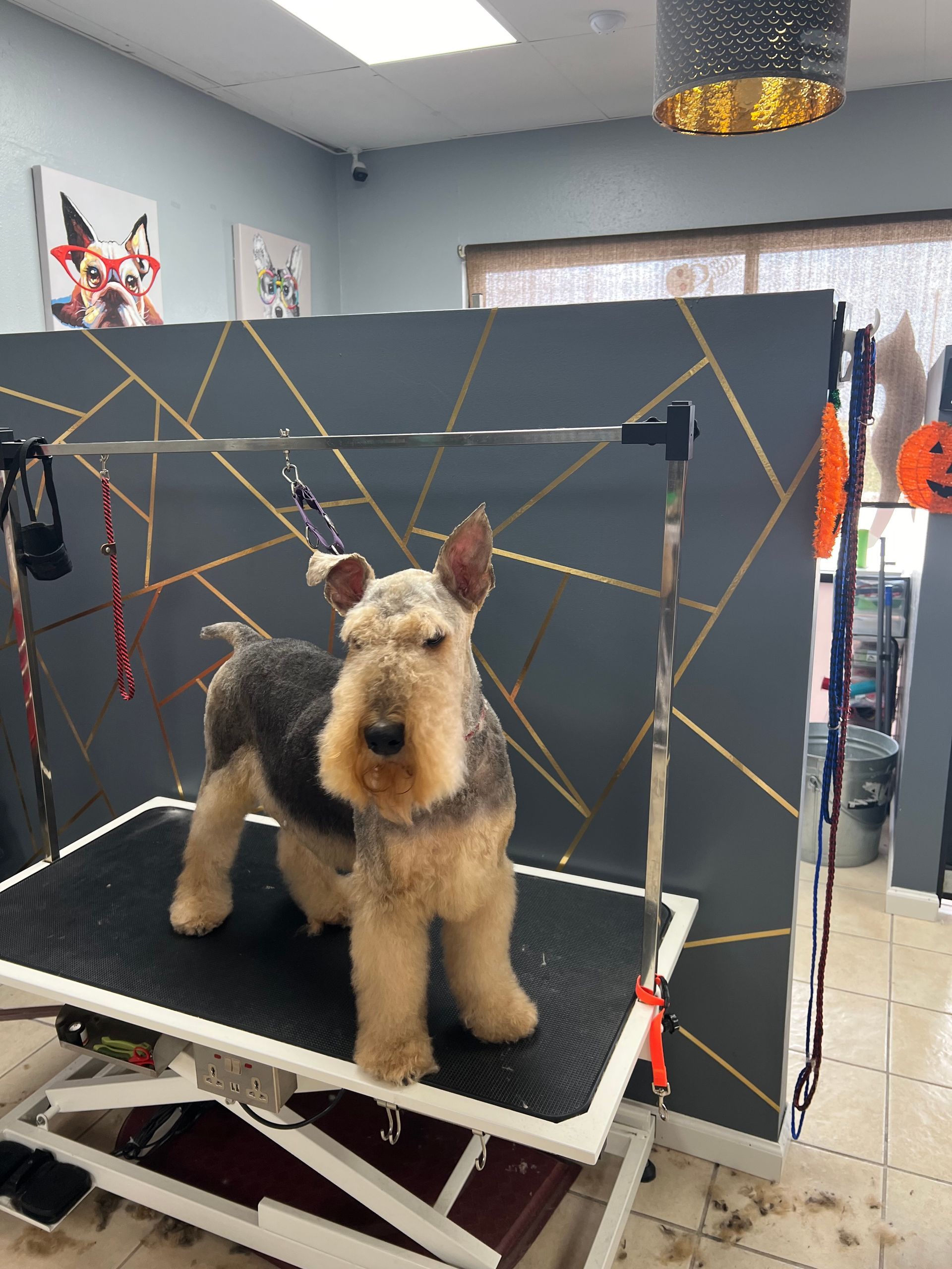 Welsh terrier stands on a grooming table