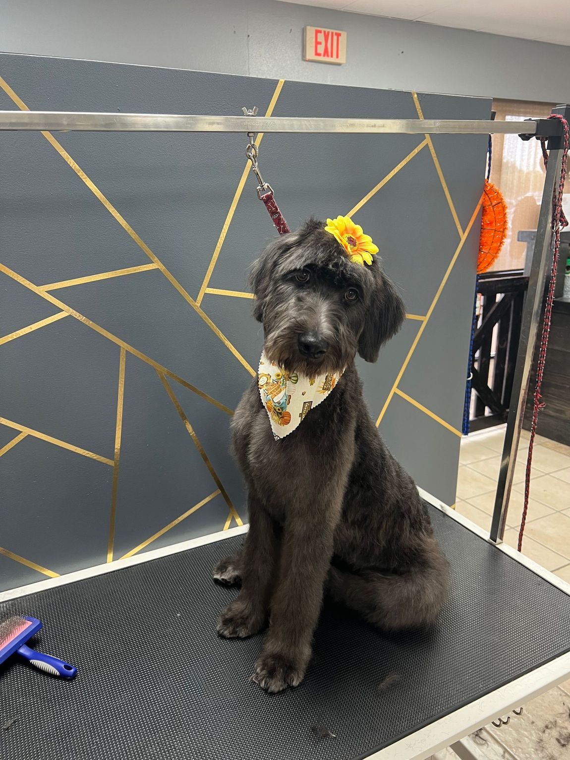 A black dog with a flower crown and bandana sits on a grooming table in front of a gray wall with gold accents.