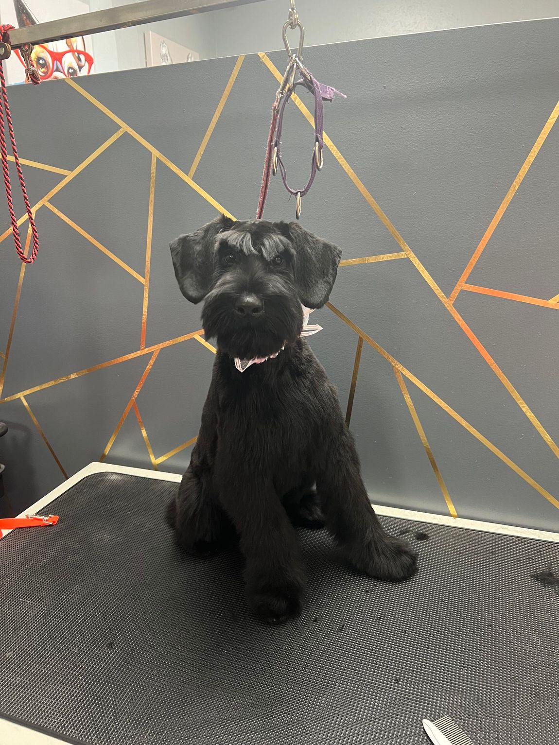 Black Schnauzer dog sitting on a grooming table, with a pink bow and geometric wall behind.