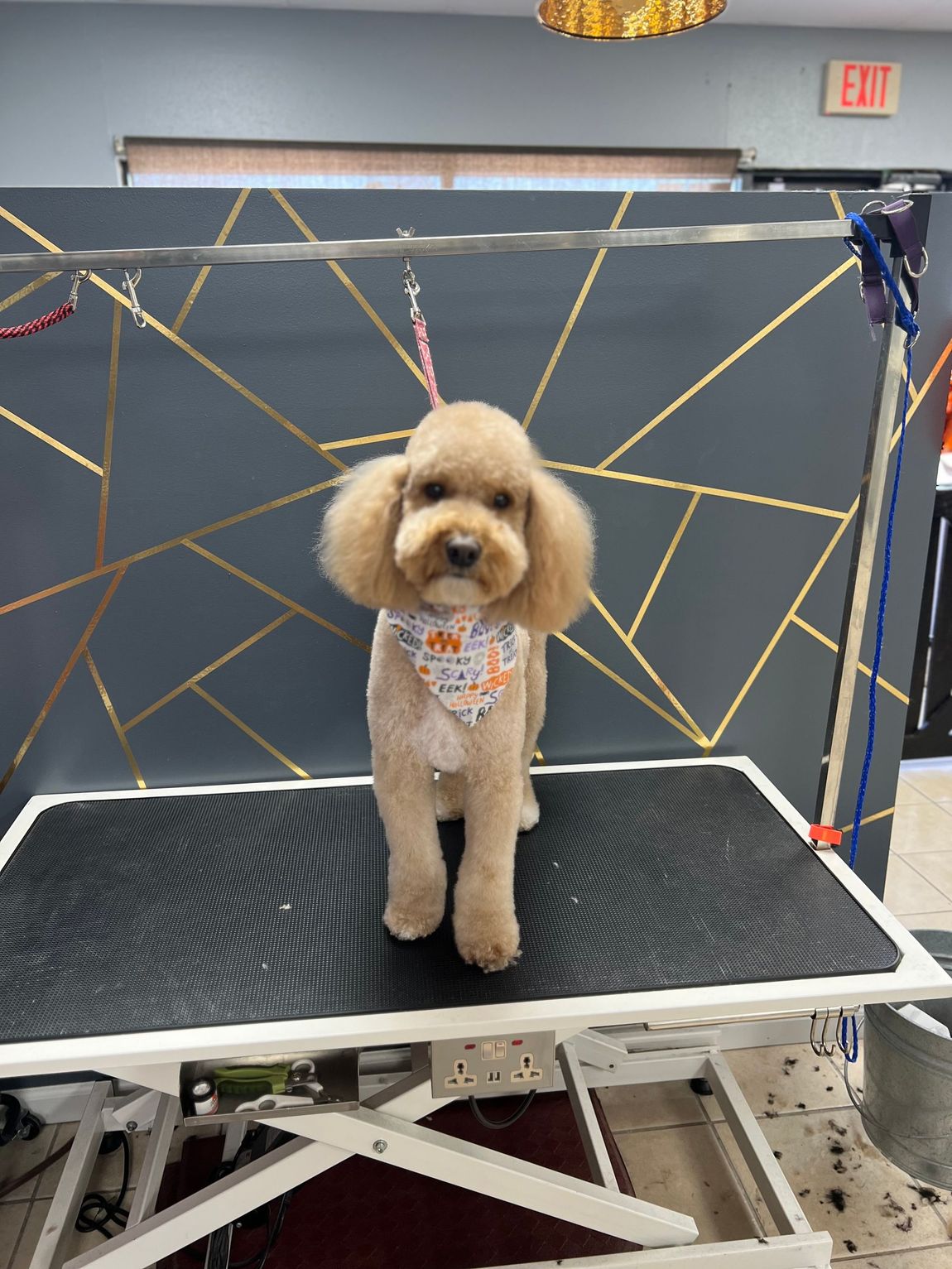 Tan poodle with stylish haircut wearing a bandana stands on a grooming table