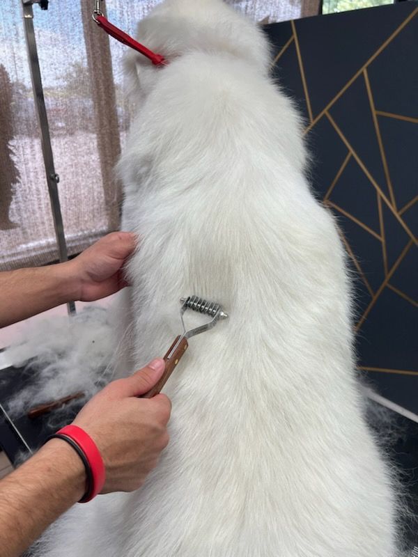 A groomer gives a golden doodle a haircut in a grooming salon