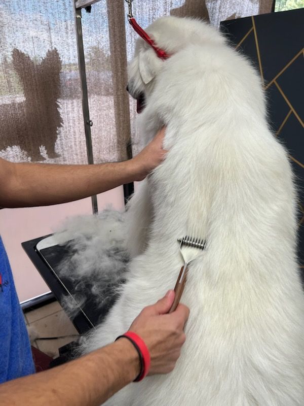 Shiba inu dog being brushed