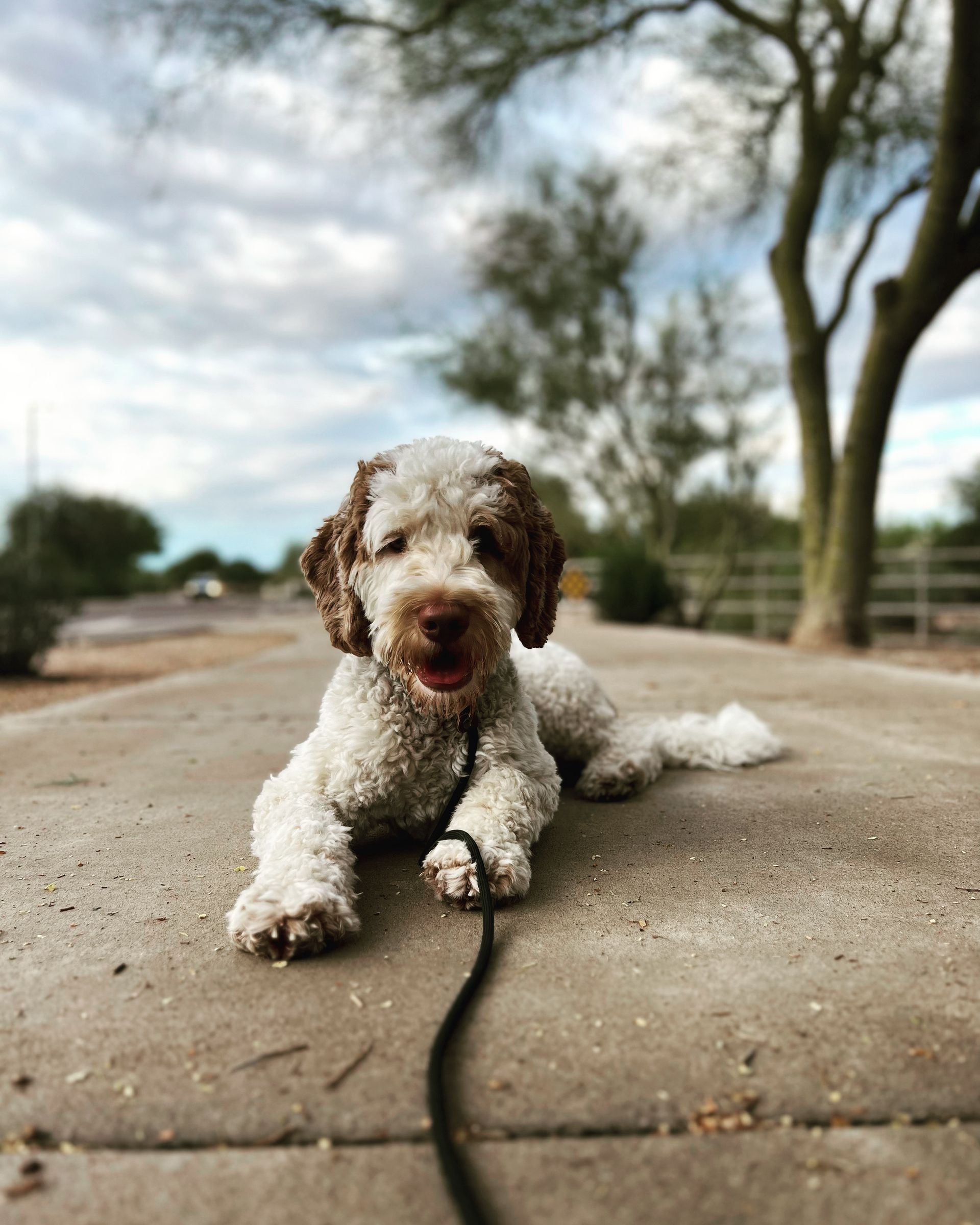 About Us | Cave Creek K9 | Arizona Dog Trainer