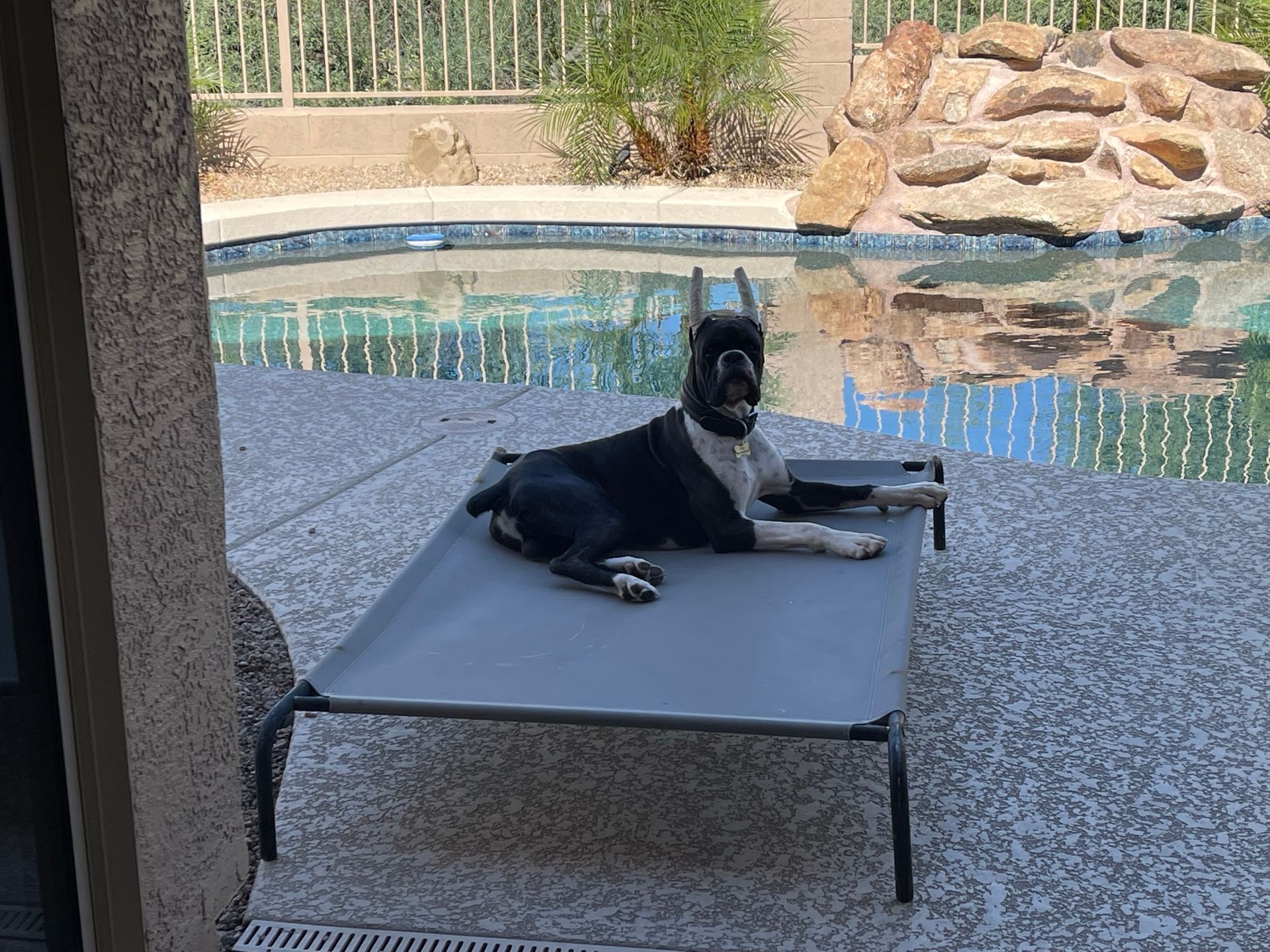 About Us | Cave Creek K9 | Arizona Dog Trainer