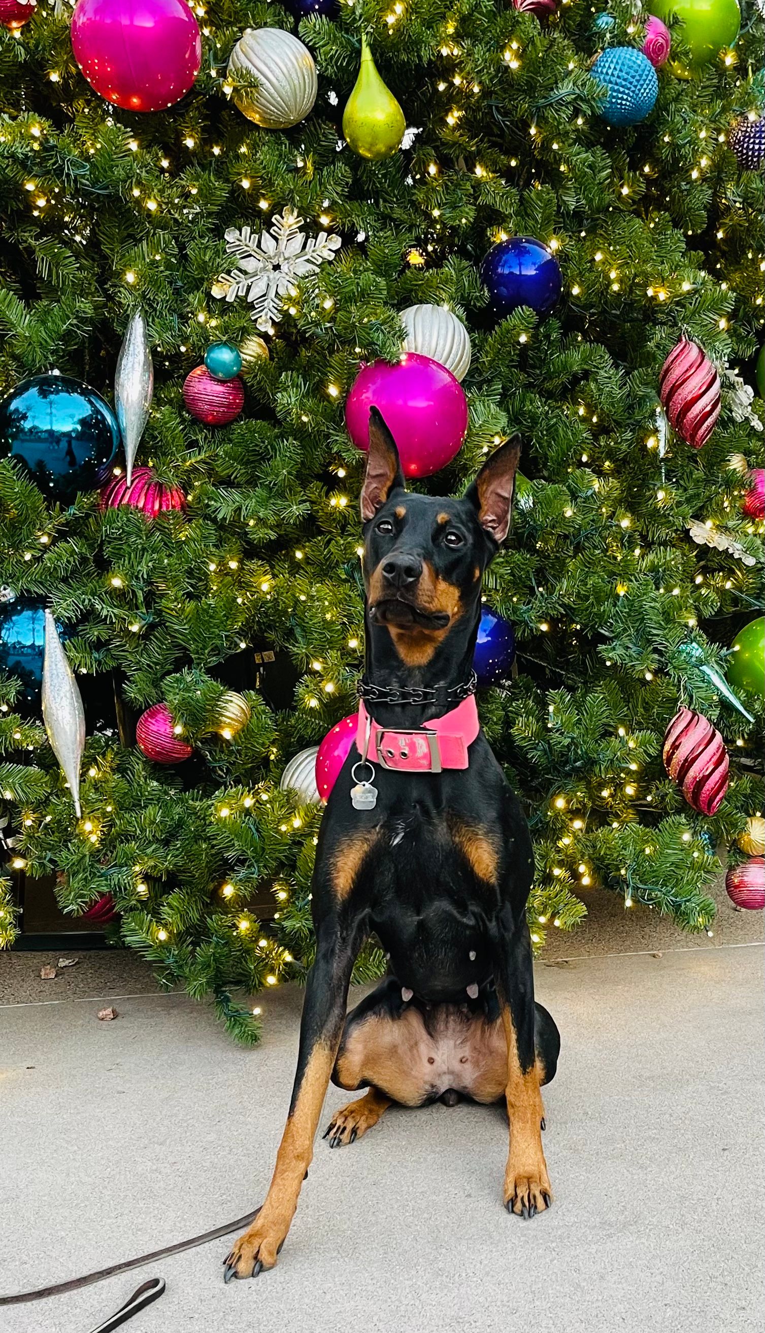 About Us | Cave Creek K9 | Arizona Dog Trainer