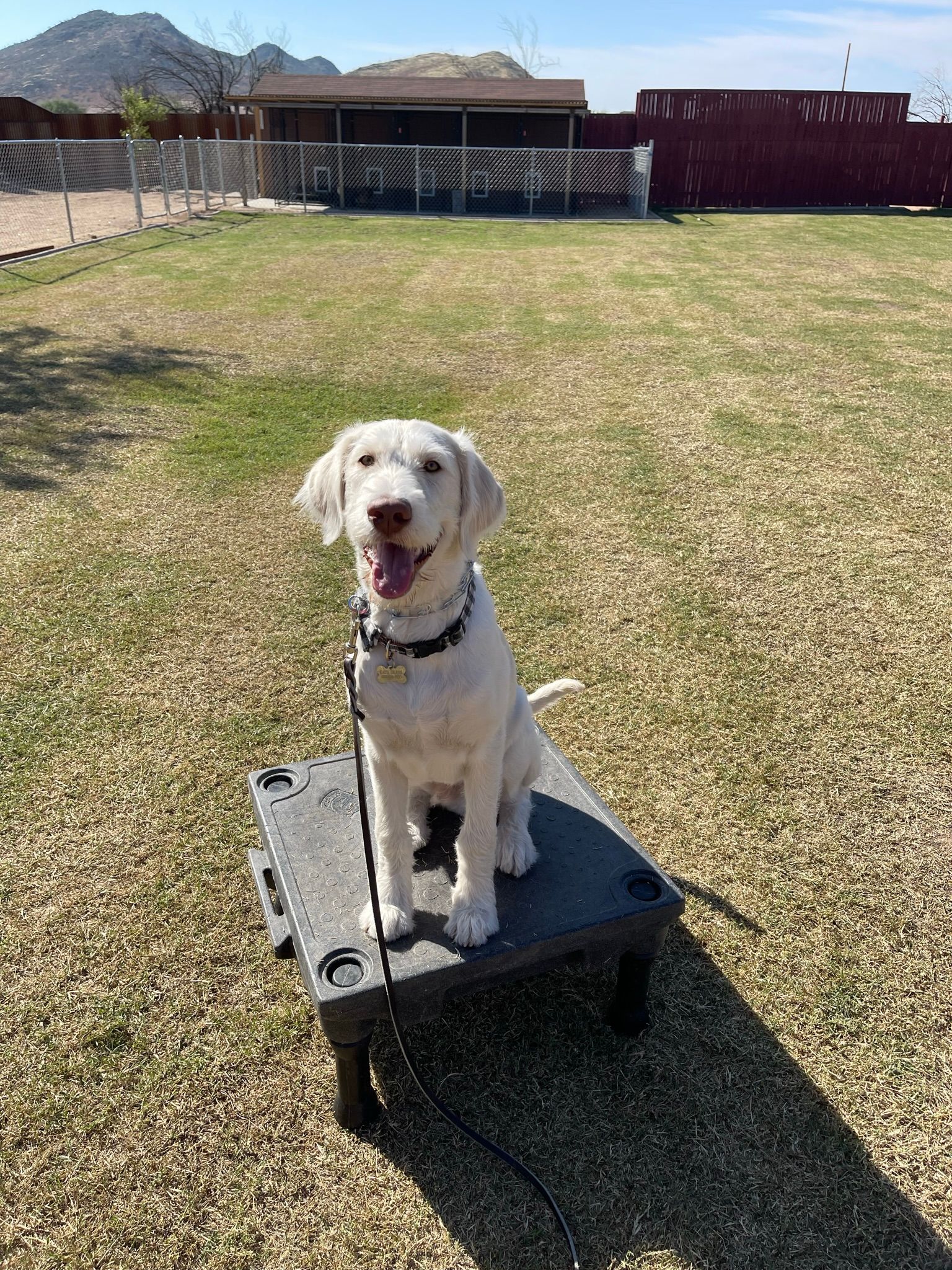 About Us | Cave Creek K9 | Arizona Dog Trainer