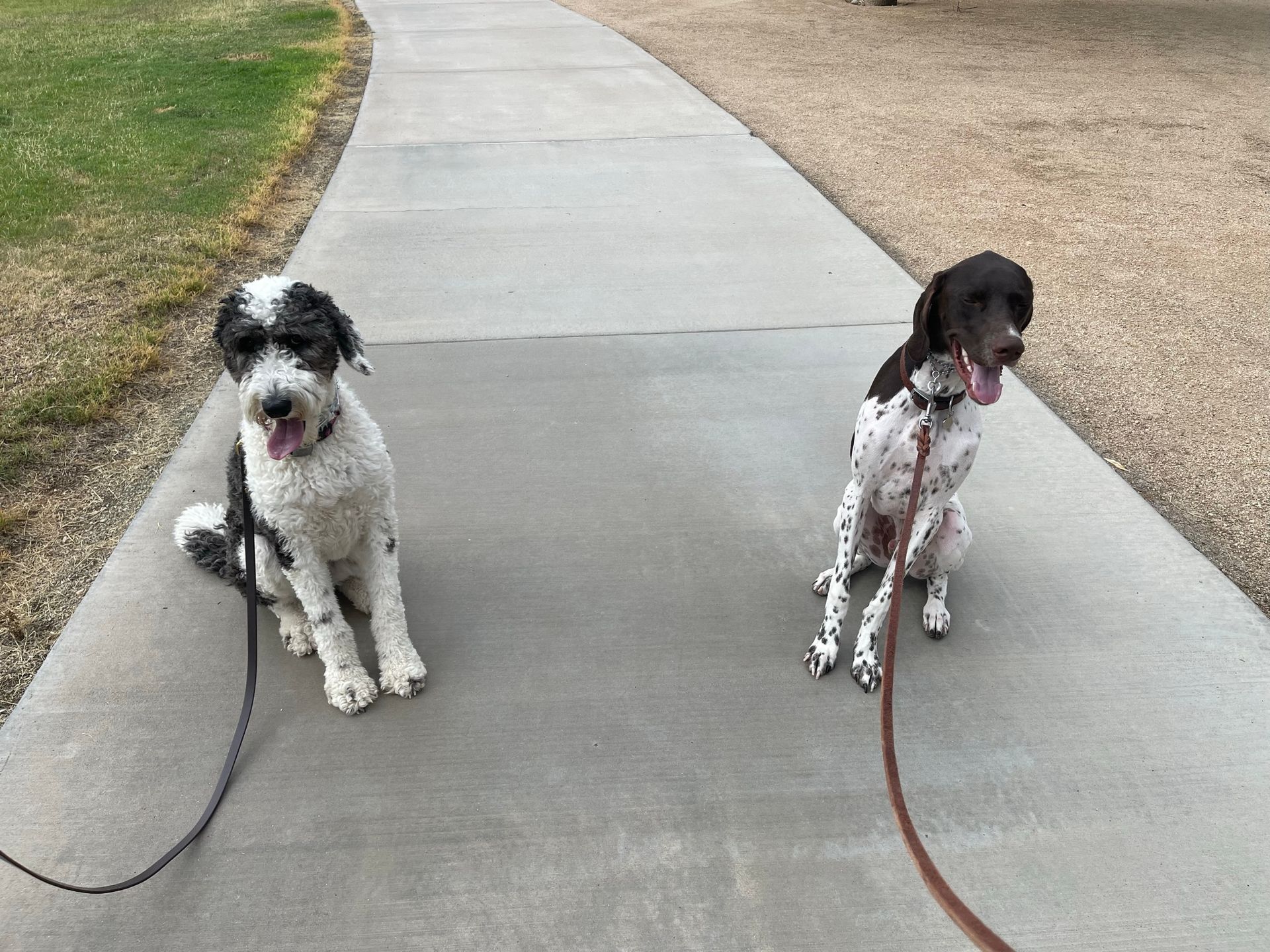 About Us | Cave Creek K9 | Arizona Dog Trainer