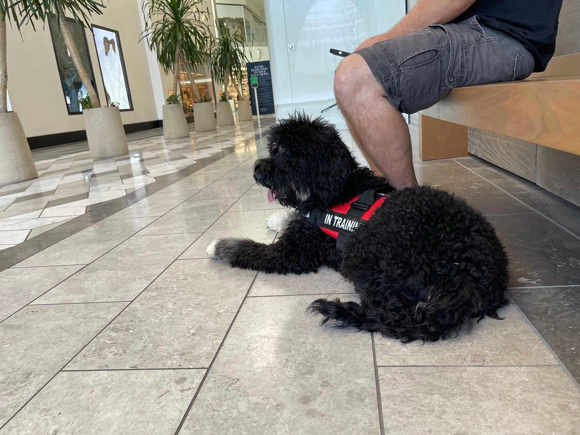 About Us | Cave Creek K9 | Arizona Dog Trainer