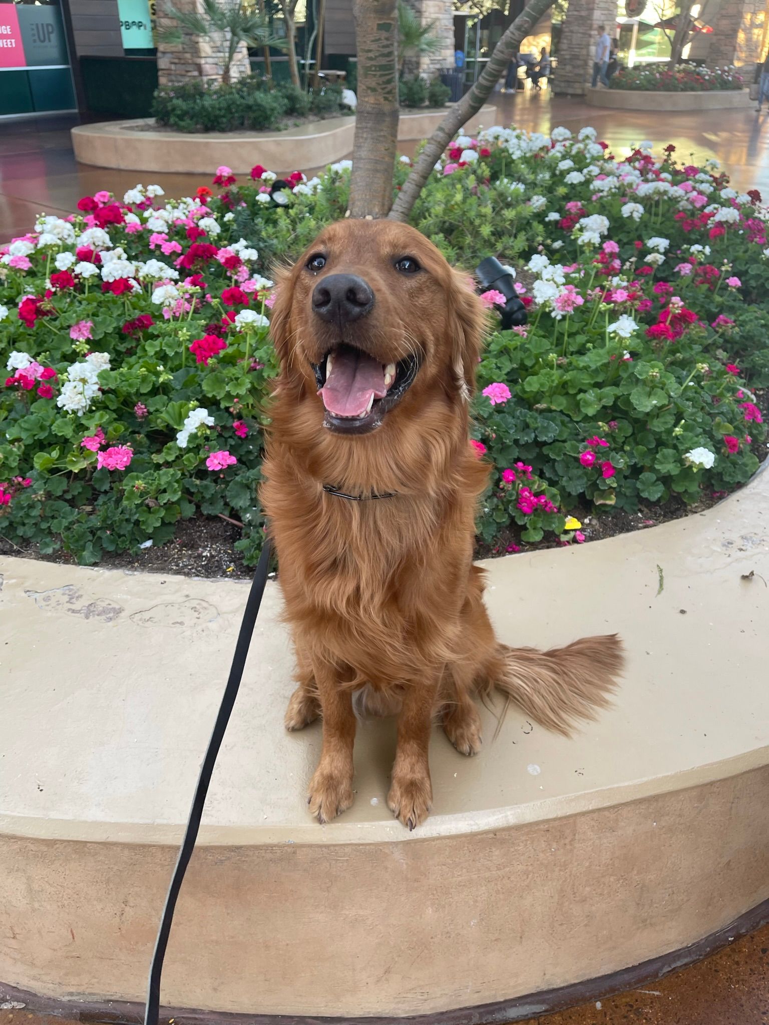 About Us | Cave Creek K9 | Arizona Dog Trainer