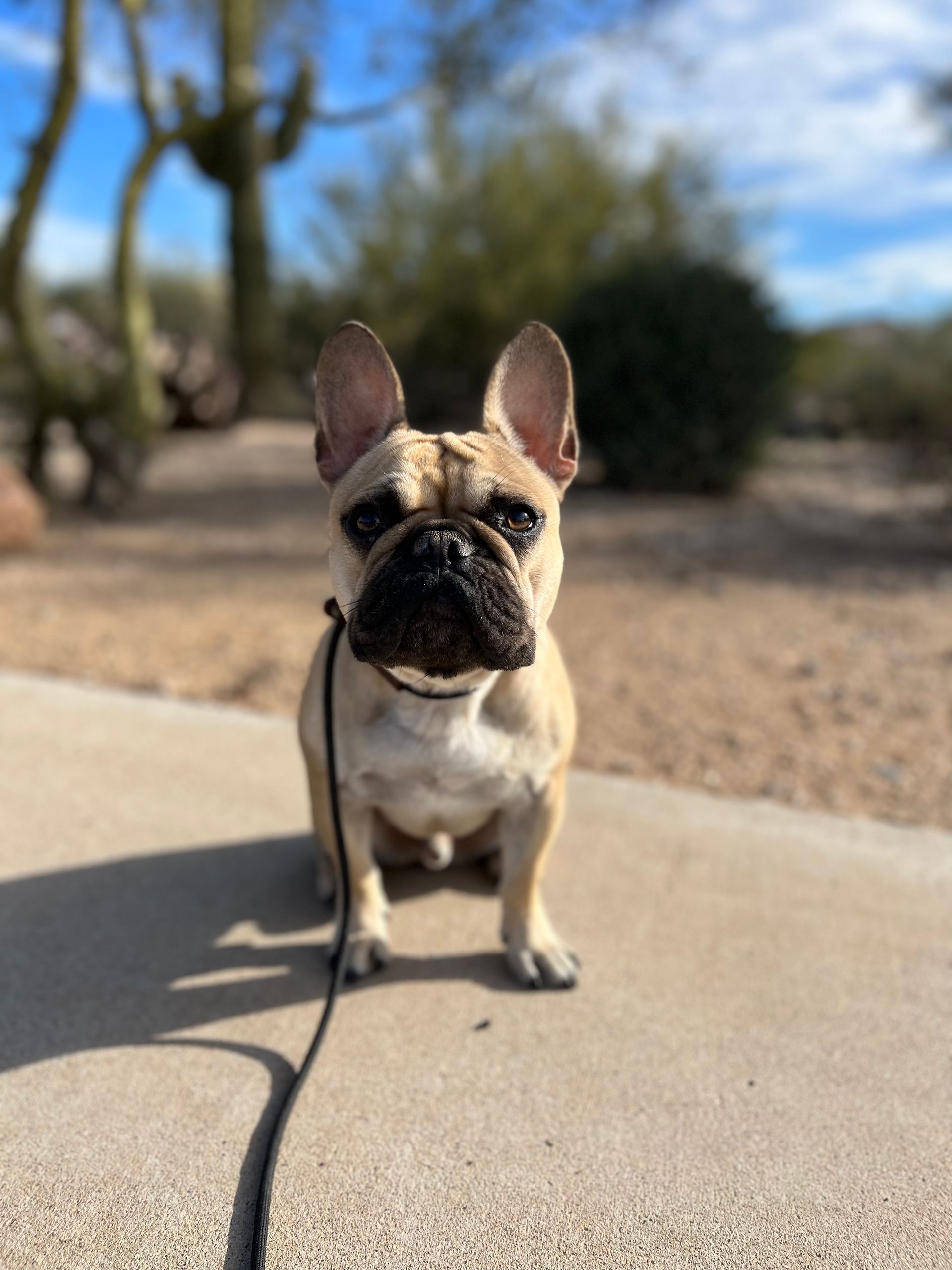 About Us | Cave Creek K9 | Arizona Dog Trainer