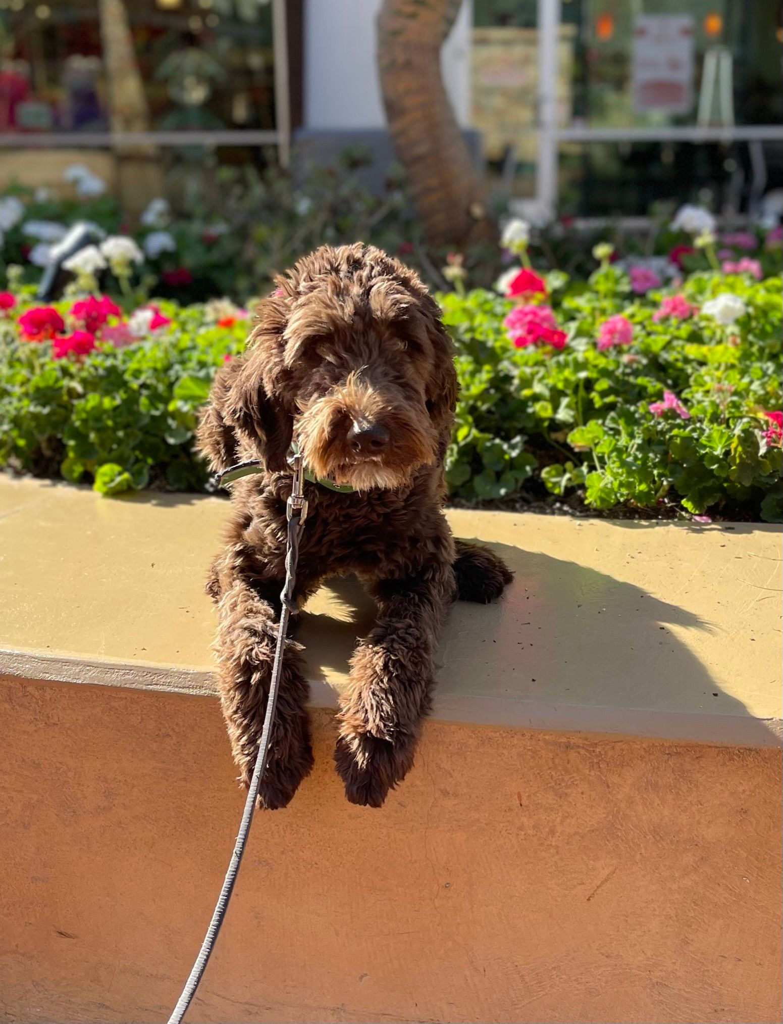 About Us | Cave Creek K9 | Arizona Dog Trainer