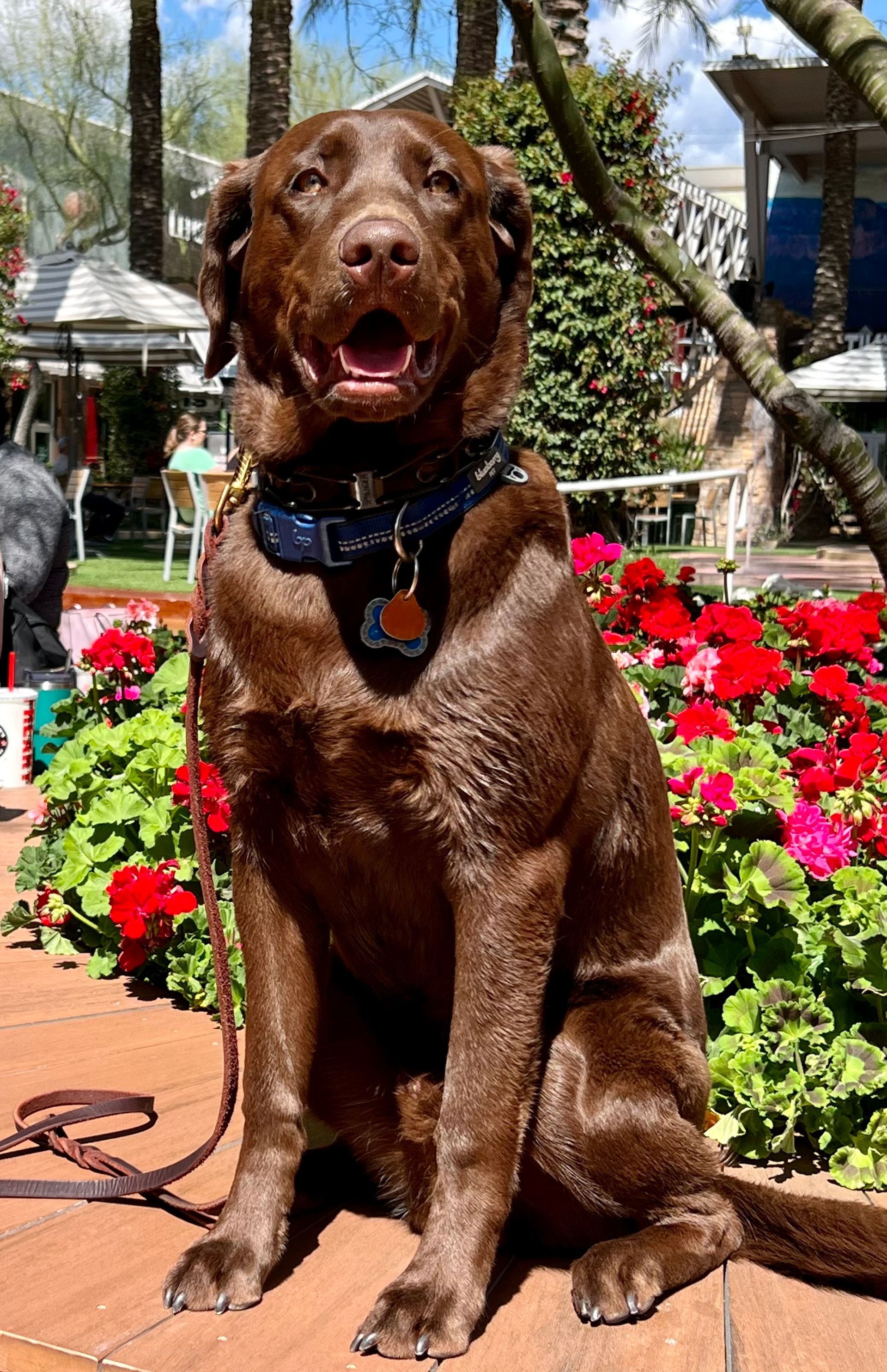 About Us | Cave Creek K9 | Arizona Dog Trainer