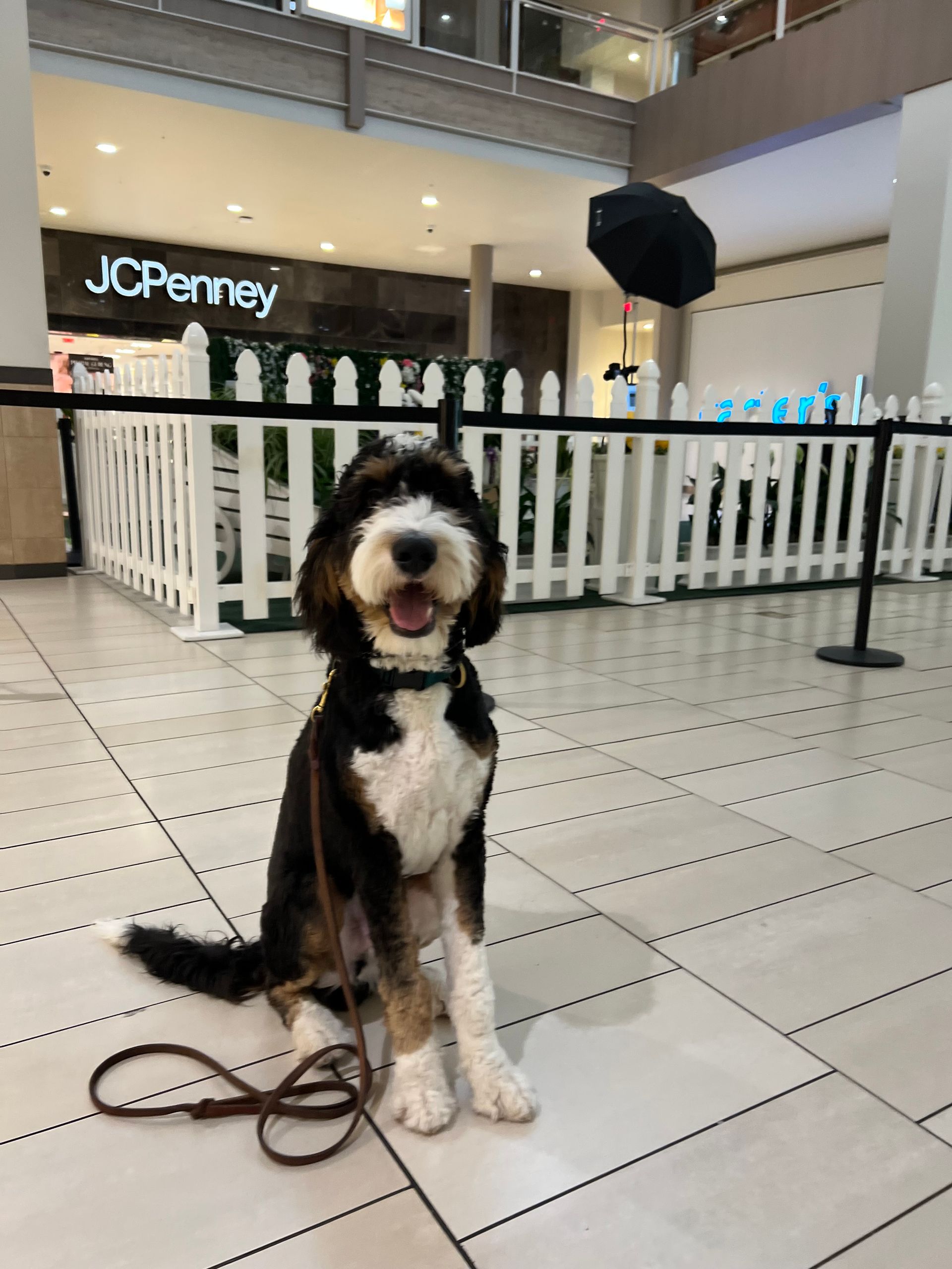 About Us | Cave Creek K9 | Arizona Dog Trainer