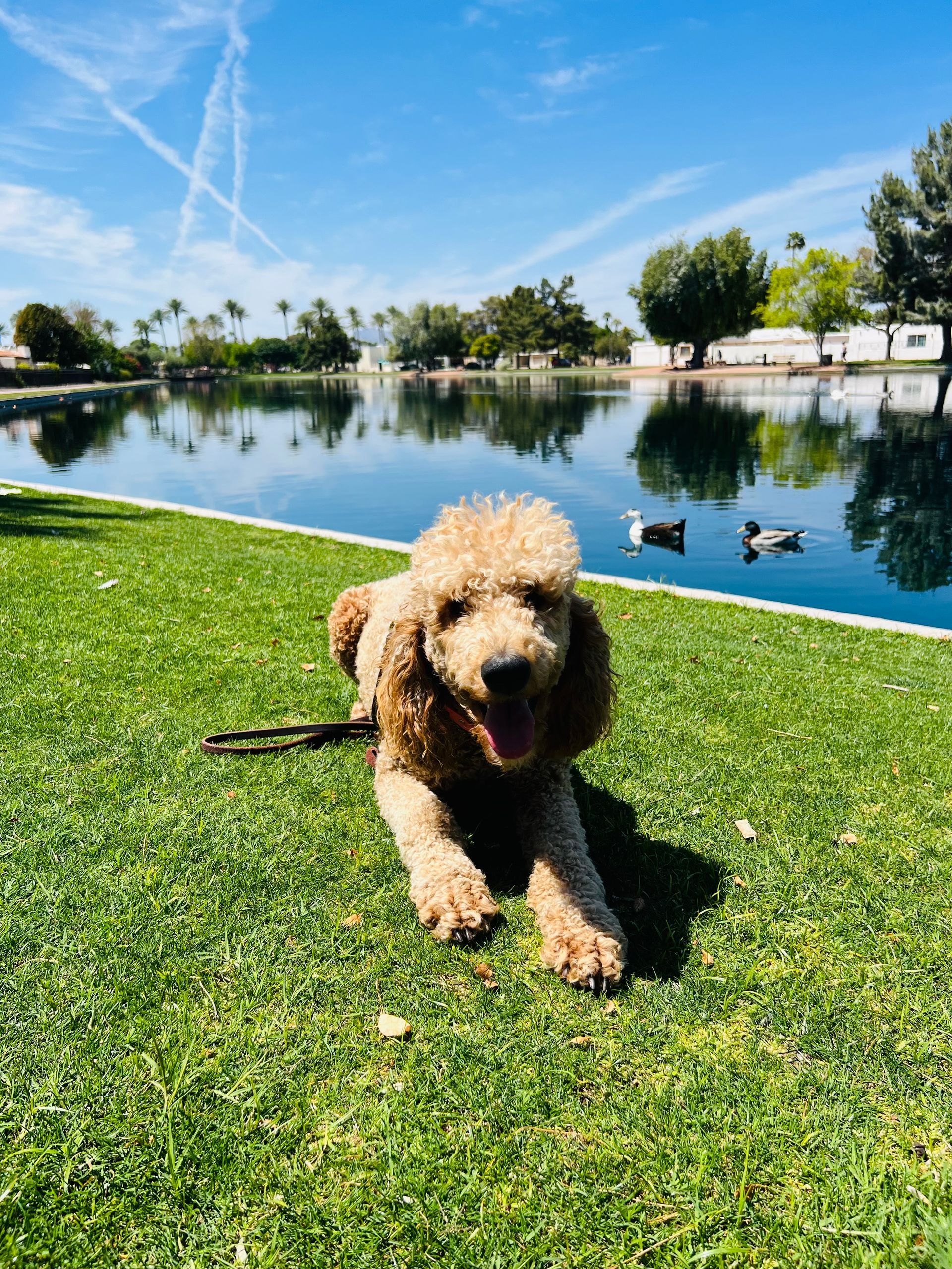 About Us | Cave Creek K9 | Arizona Dog Trainer