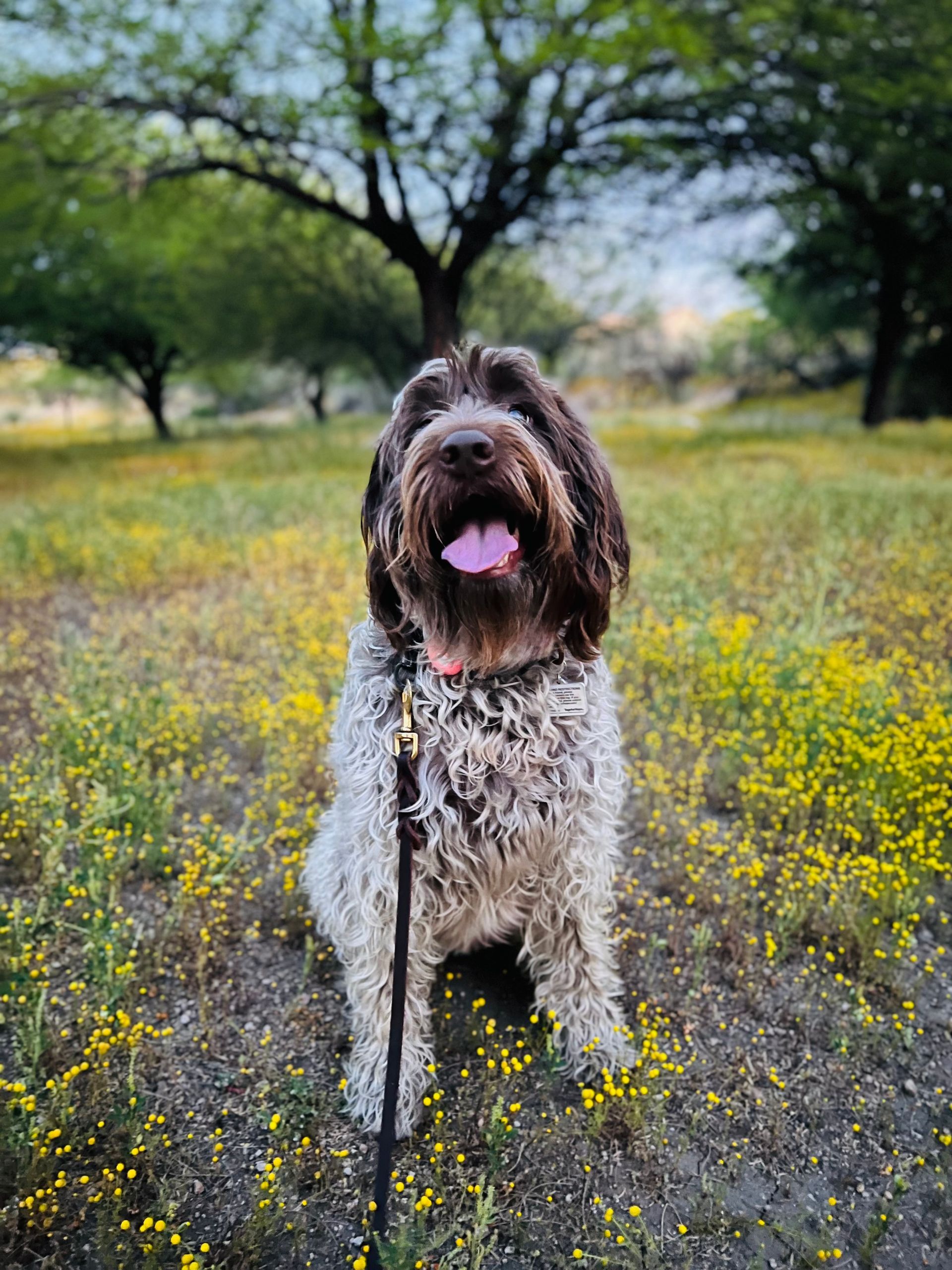 About Us | Cave Creek K9 | Arizona Dog Trainer