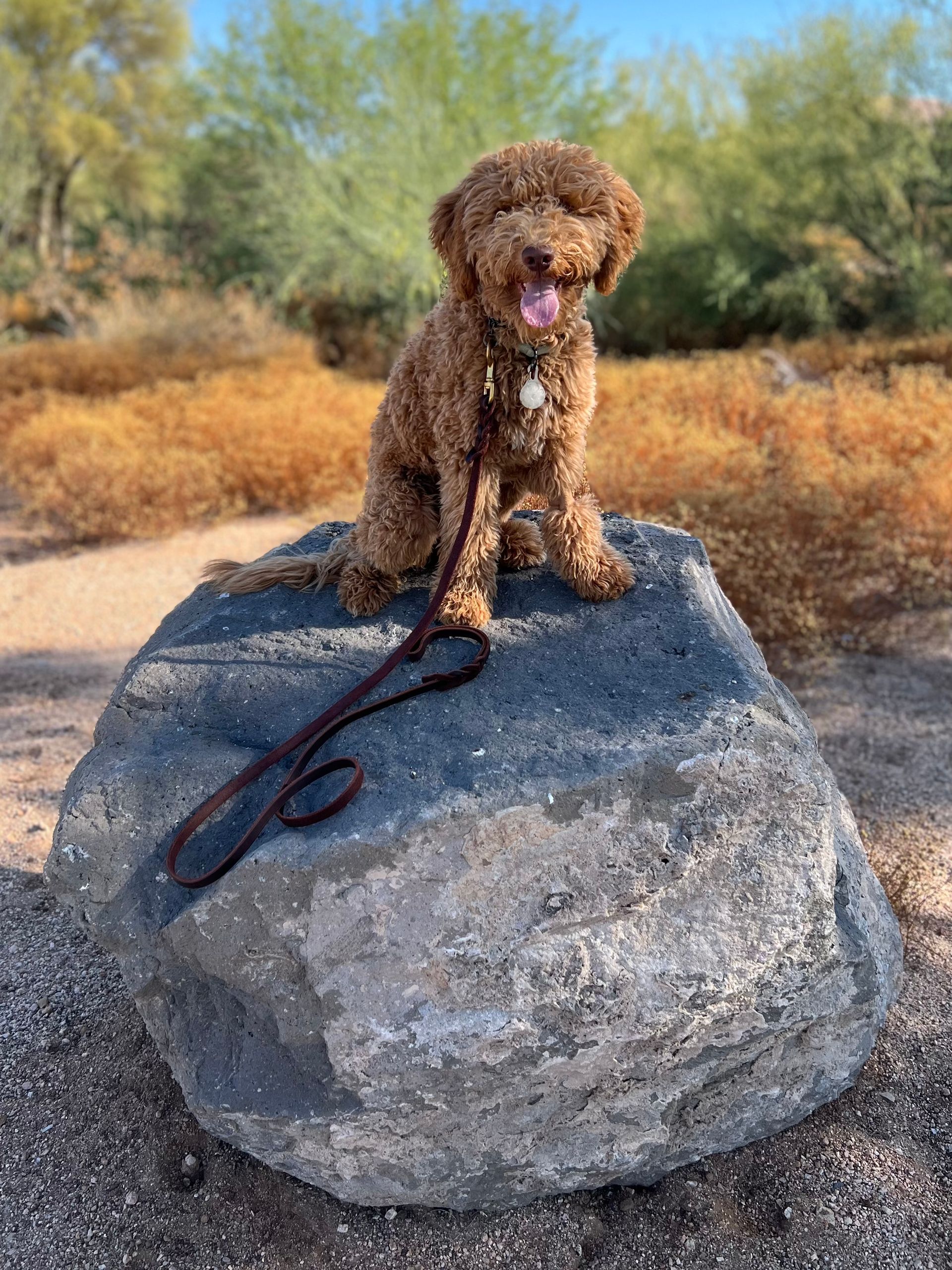 About Us | Cave Creek K9 | Arizona Dog Trainer