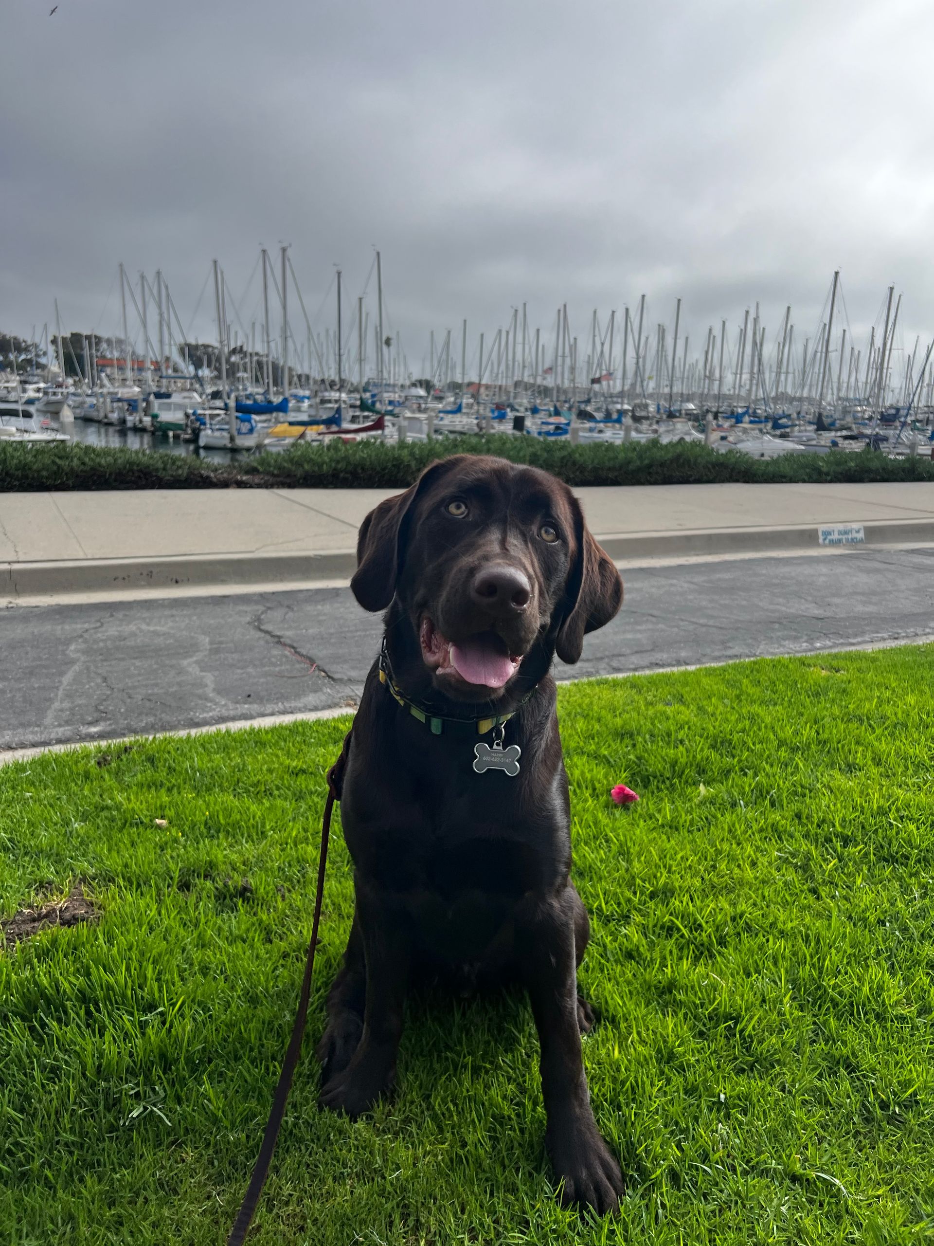 About Us | Cave Creek K9 | Arizona Dog Trainer