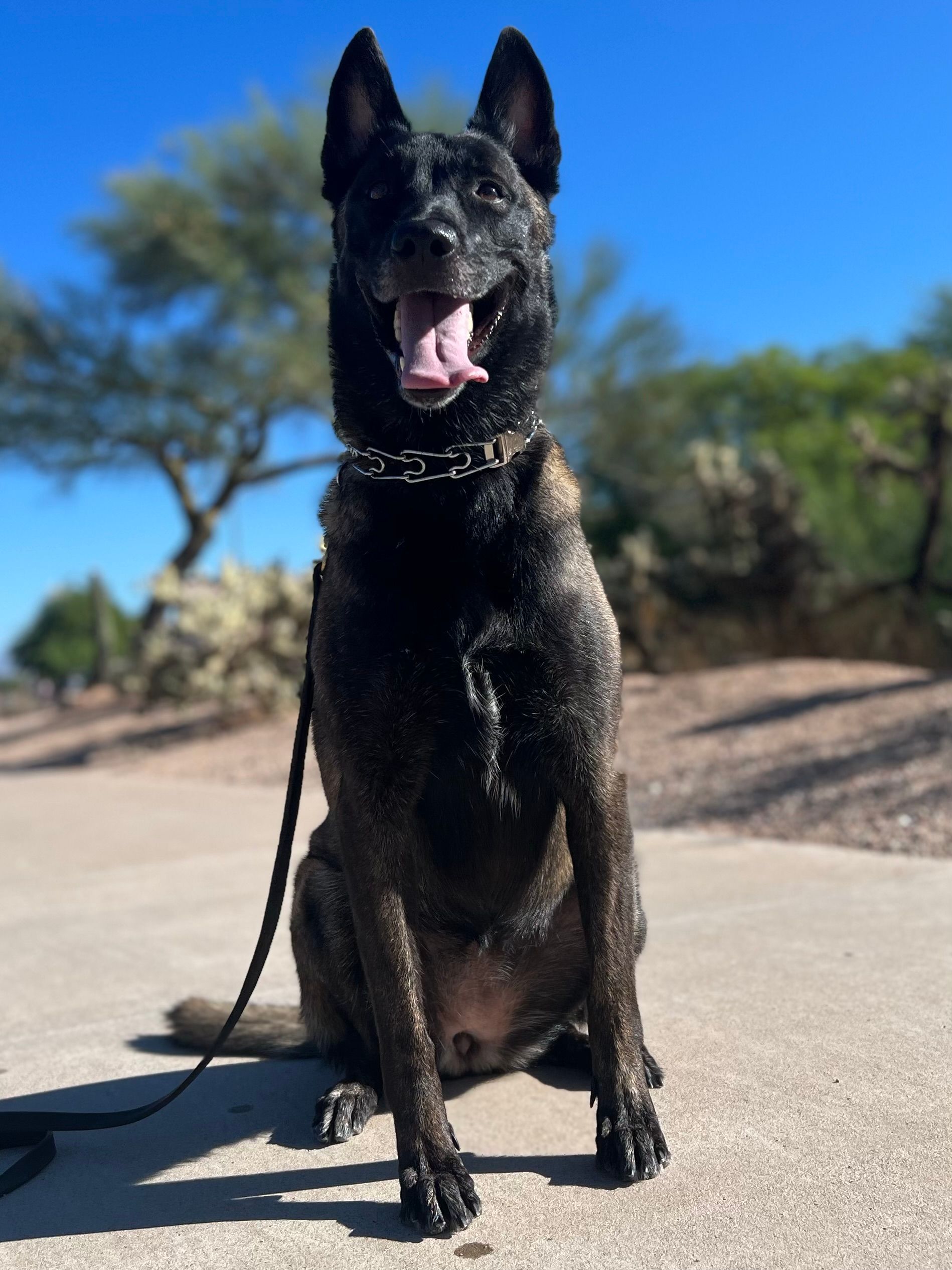 About Us | Cave Creek K9 | Arizona Dog Trainer
