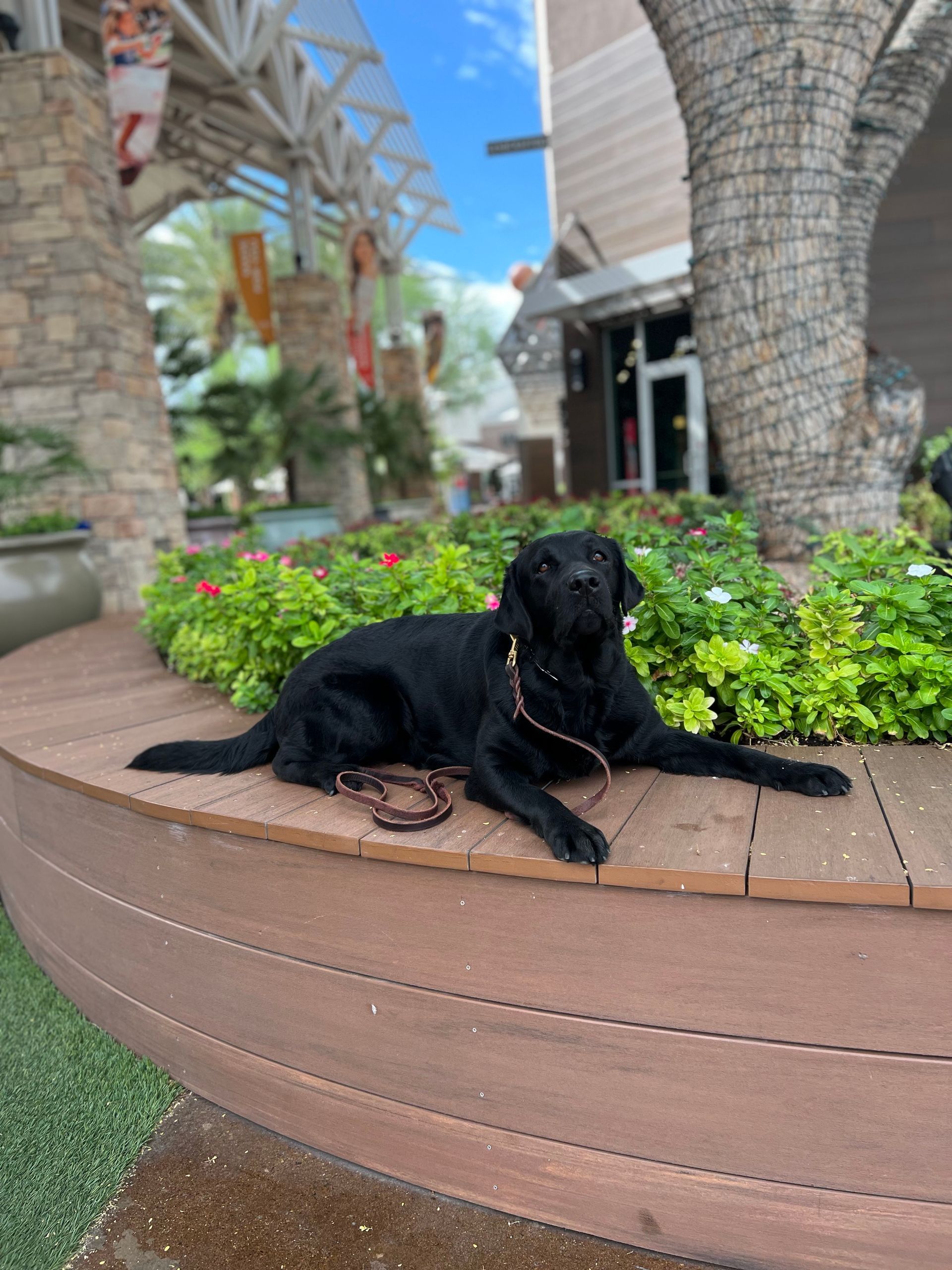 About Us | Cave Creek K9 | Arizona Dog Trainer