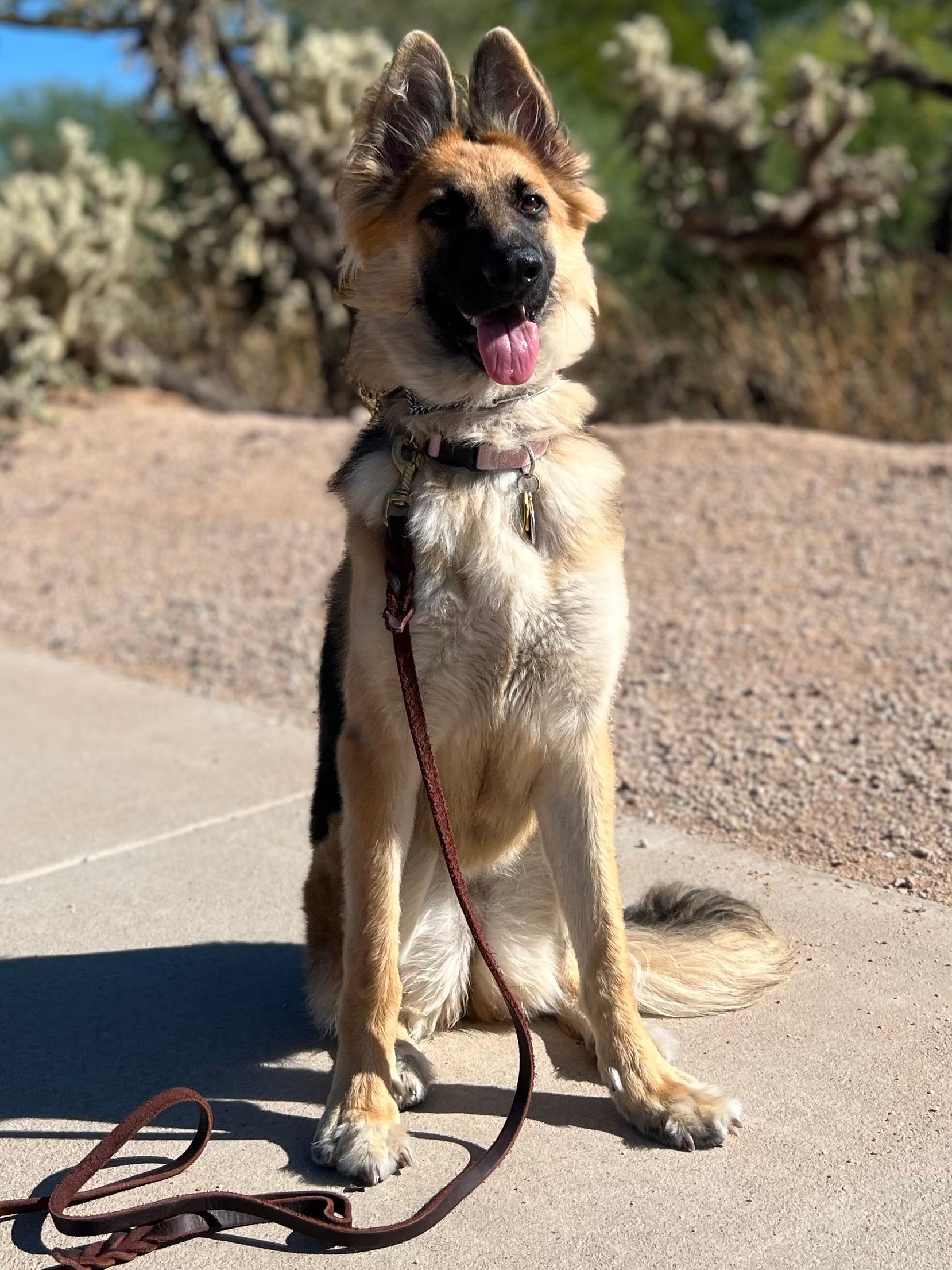 About Us | Cave Creek K9 | Arizona Dog Trainer