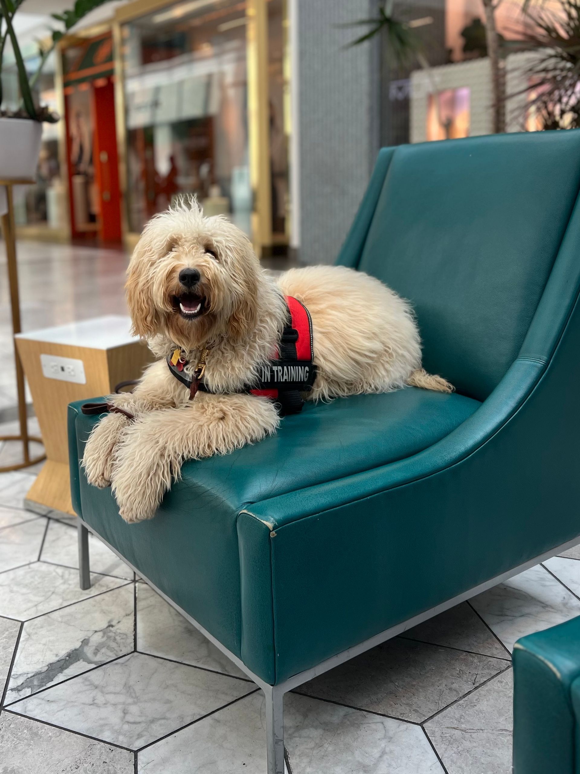 About Us | Cave Creek K9 | Arizona Dog Trainer