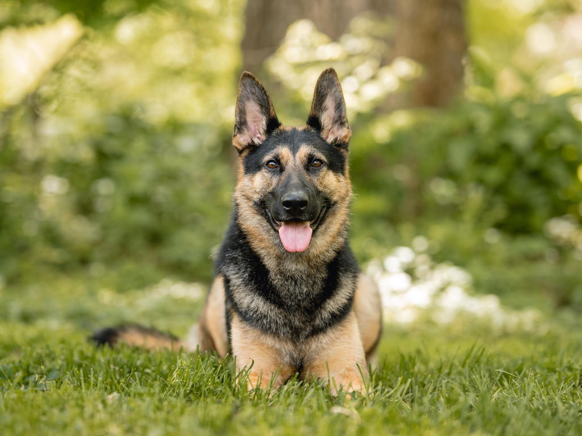 Cave Creek K9 | Arizona Dog Trainer