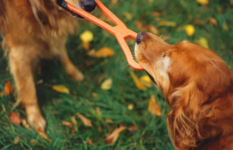 Dog Training Programs | Cave Creek K9 | Arizona Dog Trainer