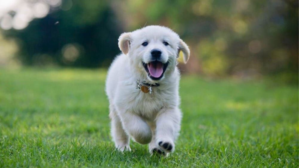 Dog Training Programs | Cave Creek K9 | Arizona Dog Trainer