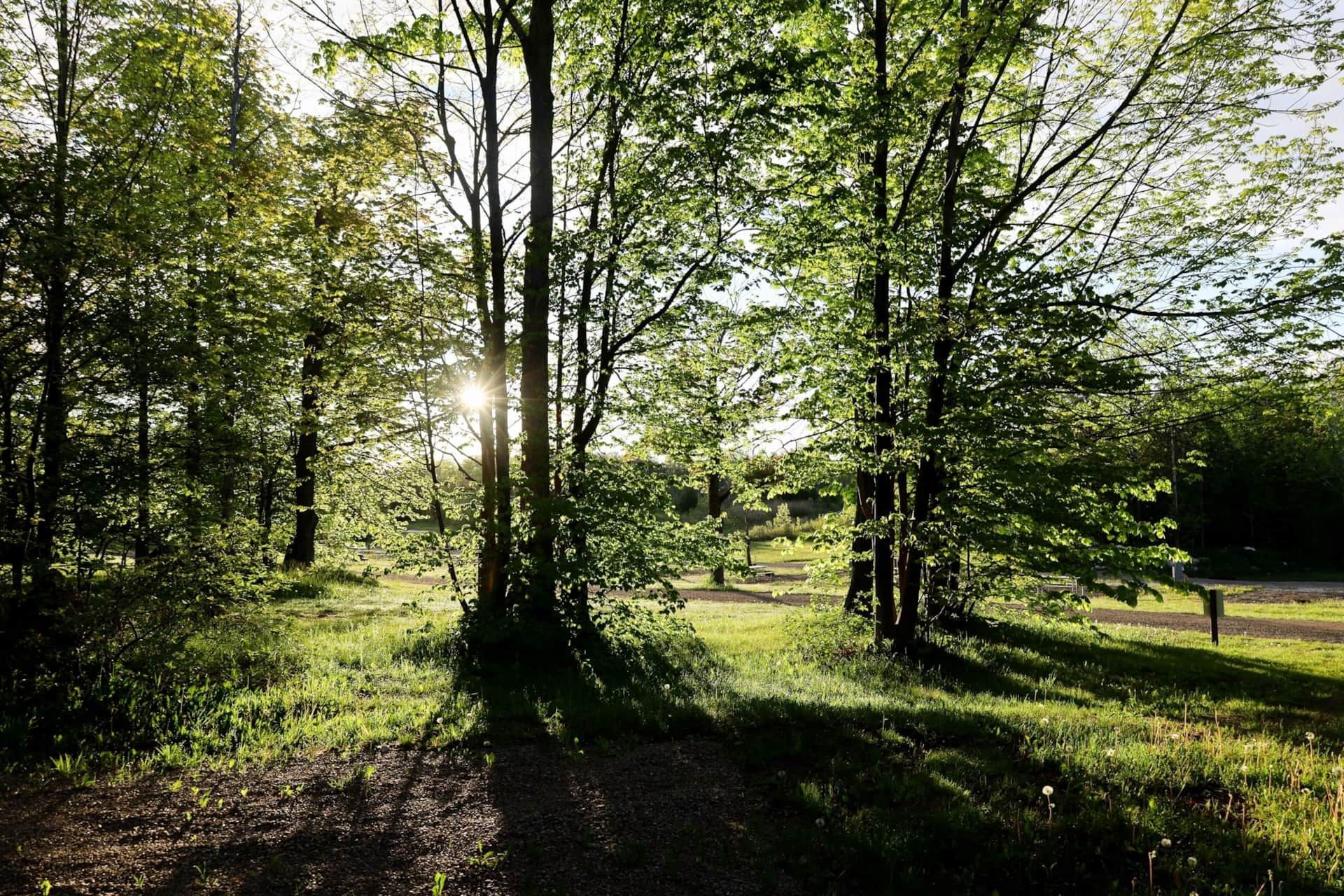 The sun is shining through the trees in the woods