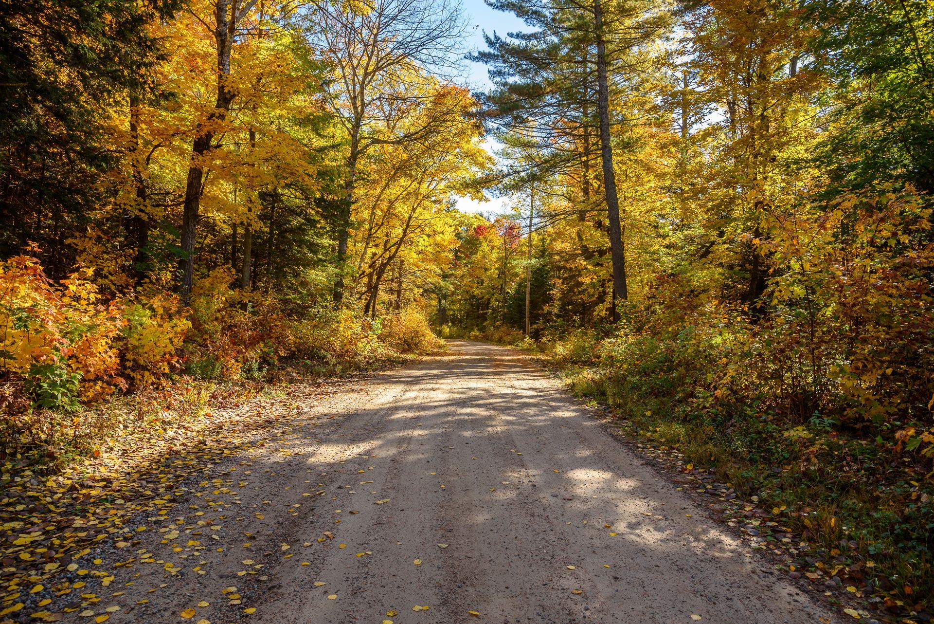 A dirt road in the middle of a forest