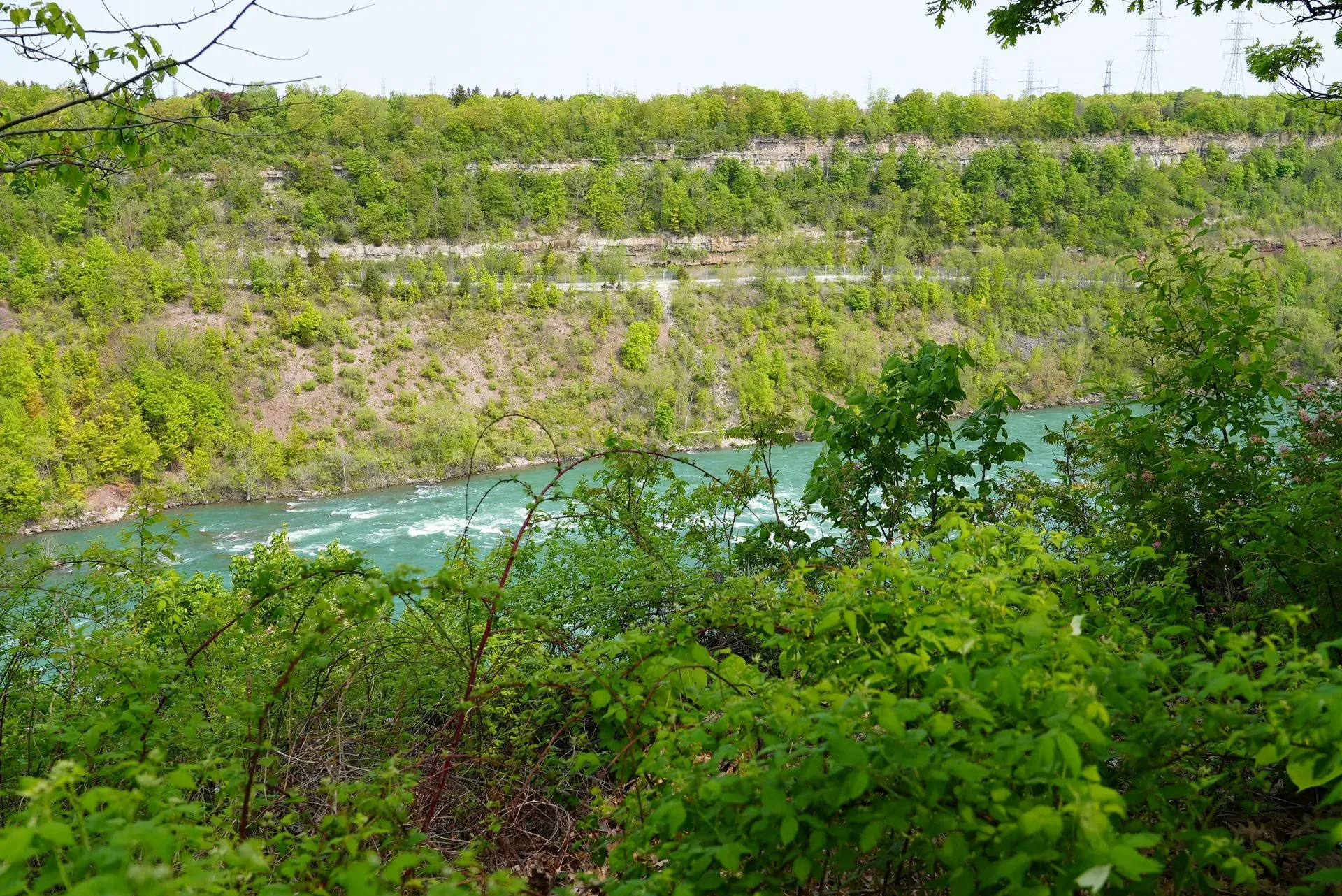 A river flowing through a lush green forest surrounded by trees.