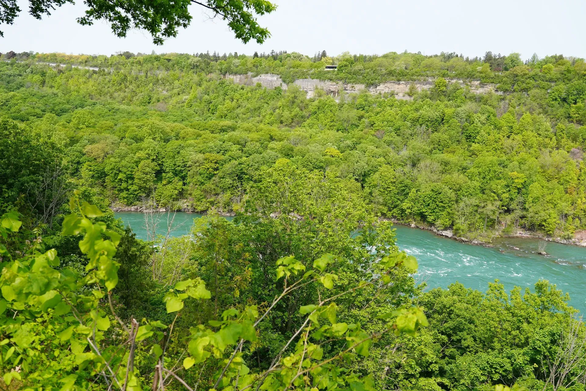 A river surrounded by trees and bushes with a blue water