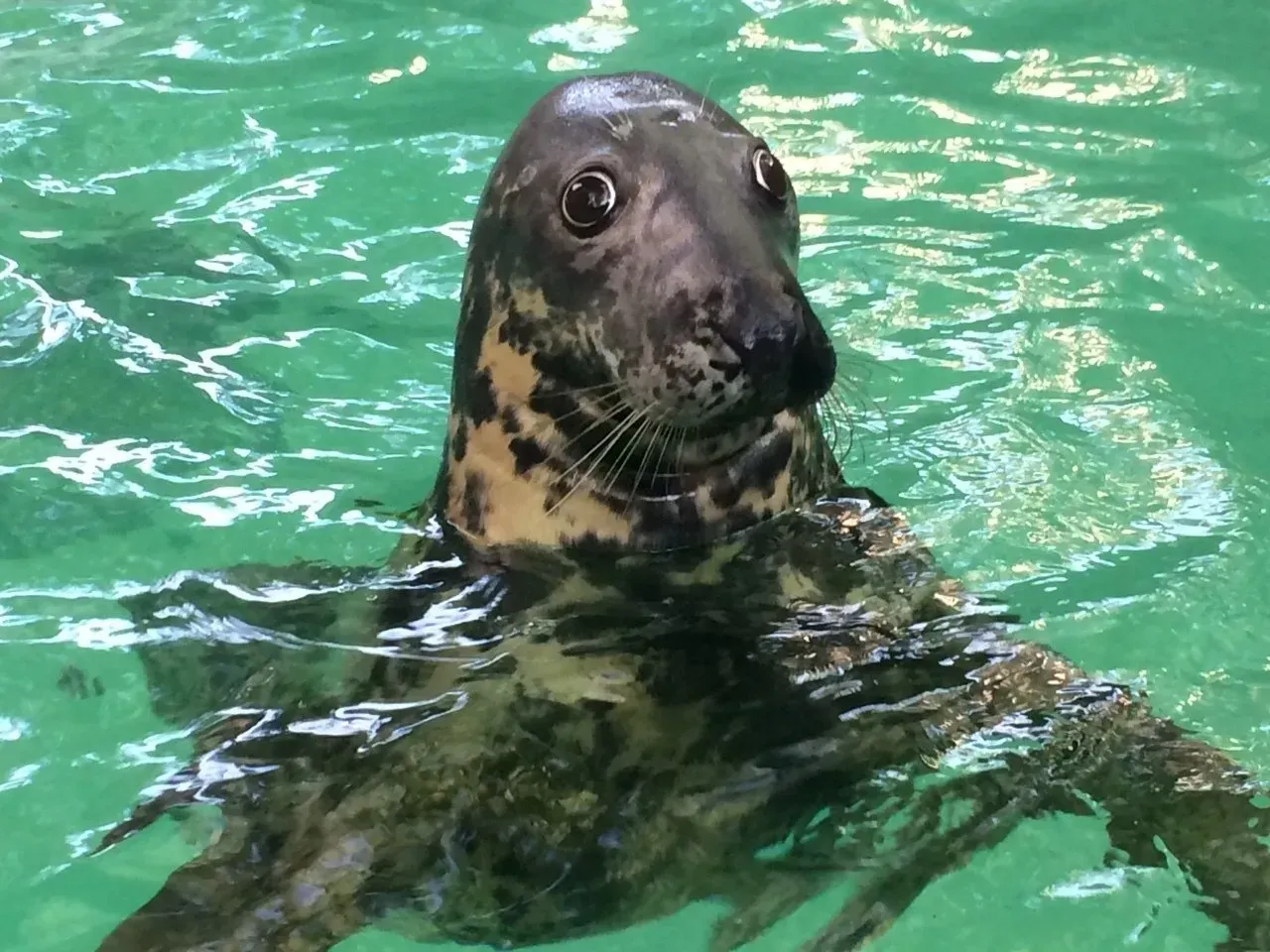 A seal is swimming in the water and looking at the camera