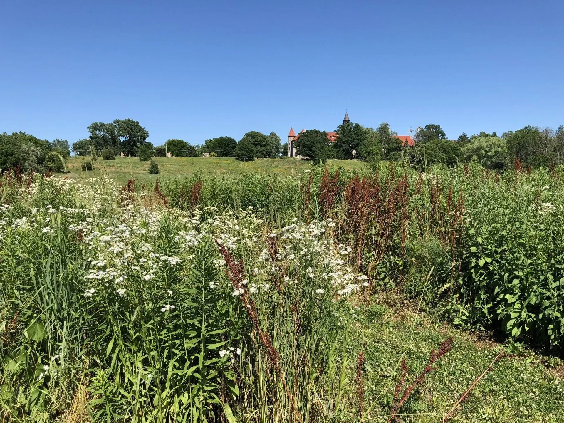 A field of tall grass and flowers with a house in the background.