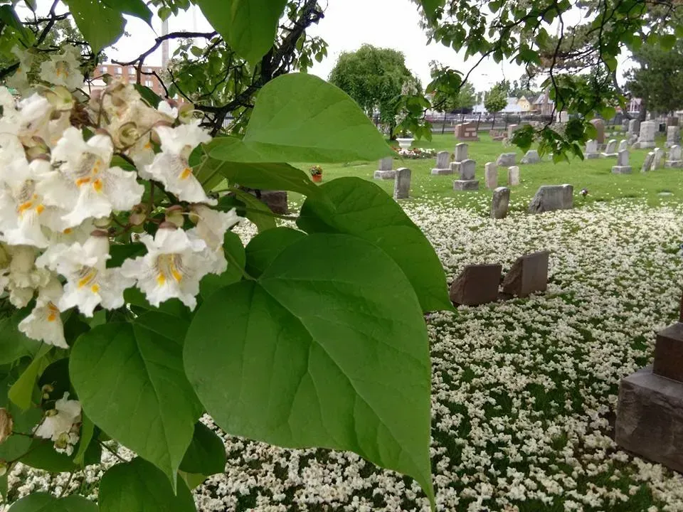 A tree with white flowers and green leaves in a cemetery