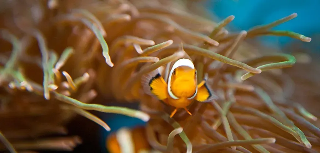 A clown fish is swimming in a sea anemone.