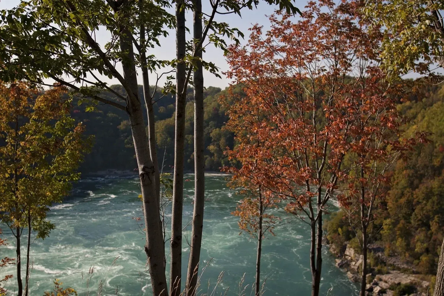 A river flowing through a forest with trees in the foreground