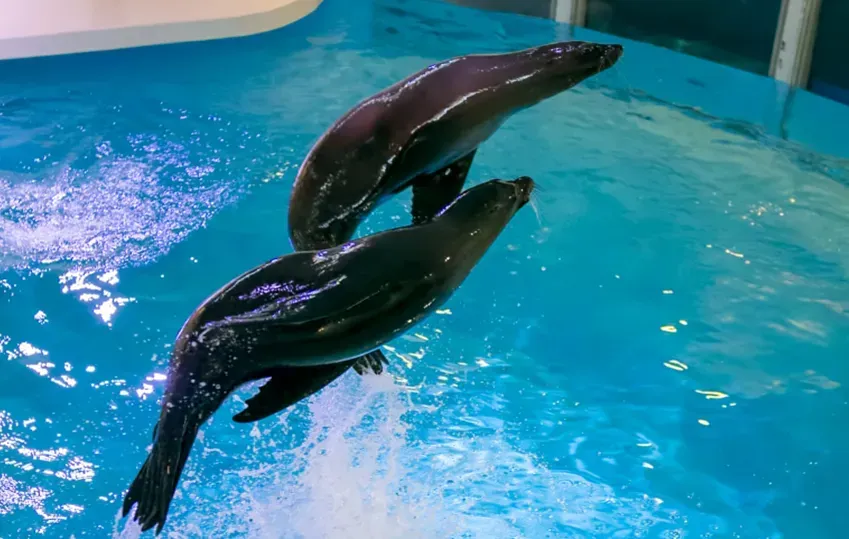 Two seals are jumping out of the water in a pool.