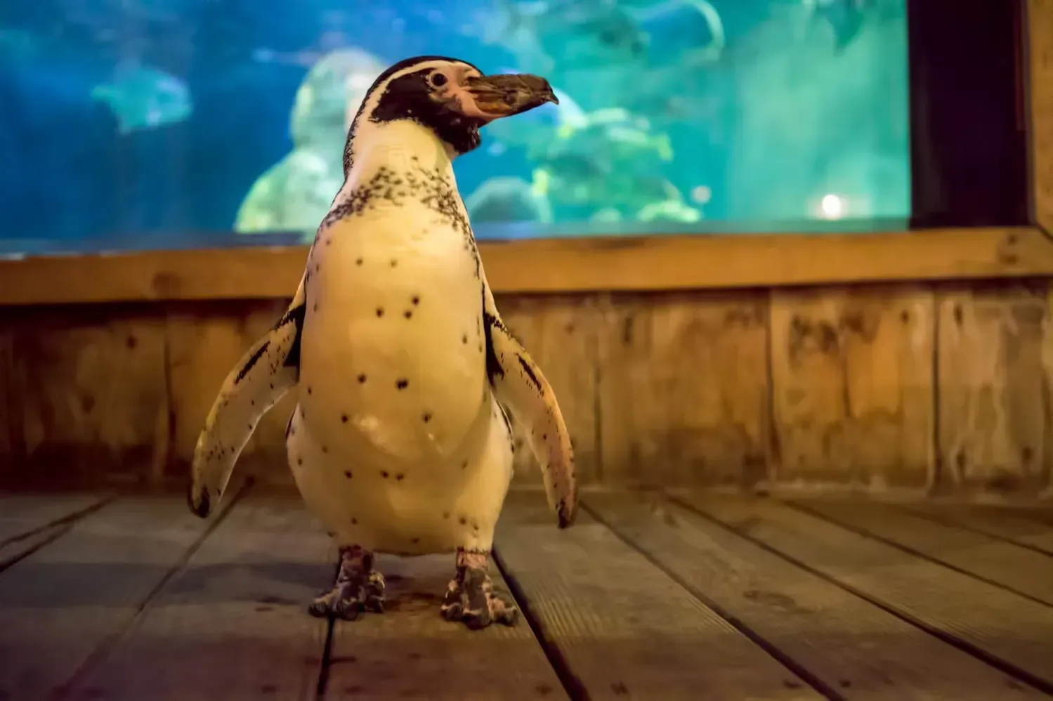 A penguin is standing on a wooden deck in front of an aquarium.