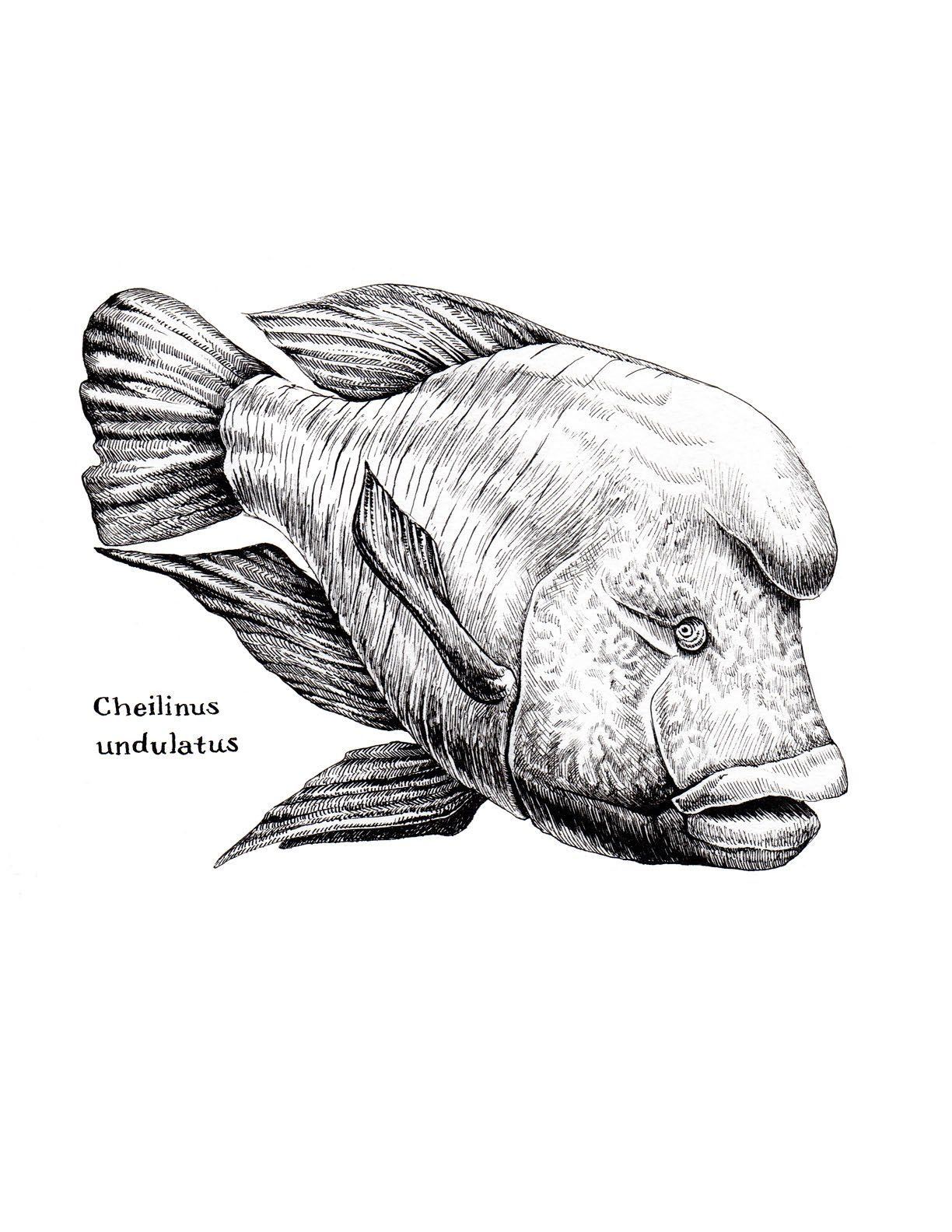 Humphead Wrasse