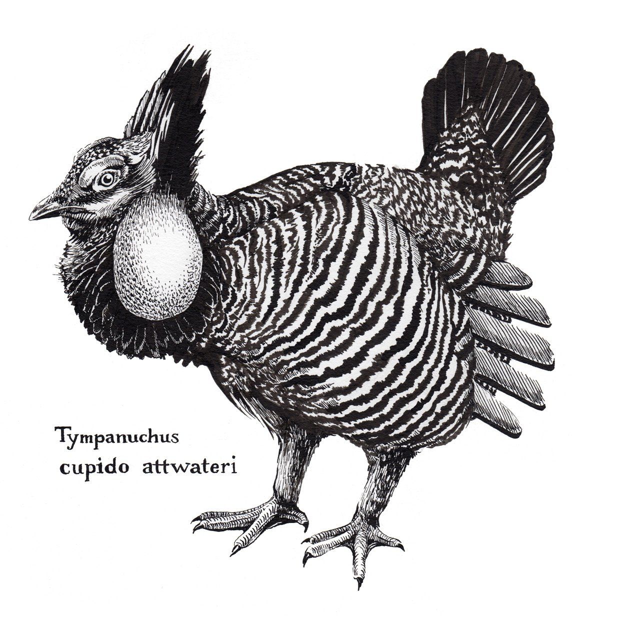 Attwater’s Prairie Chicken