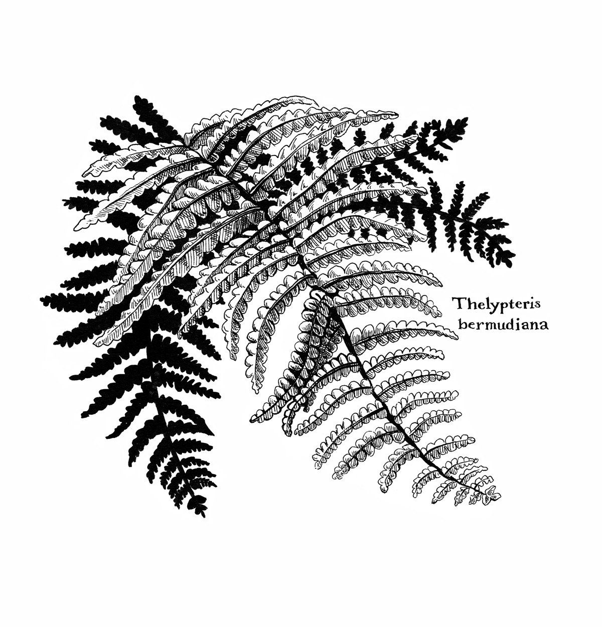 Bermuda Shield Fern