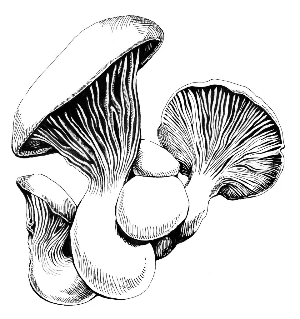 white ferula mushroom critically endangered