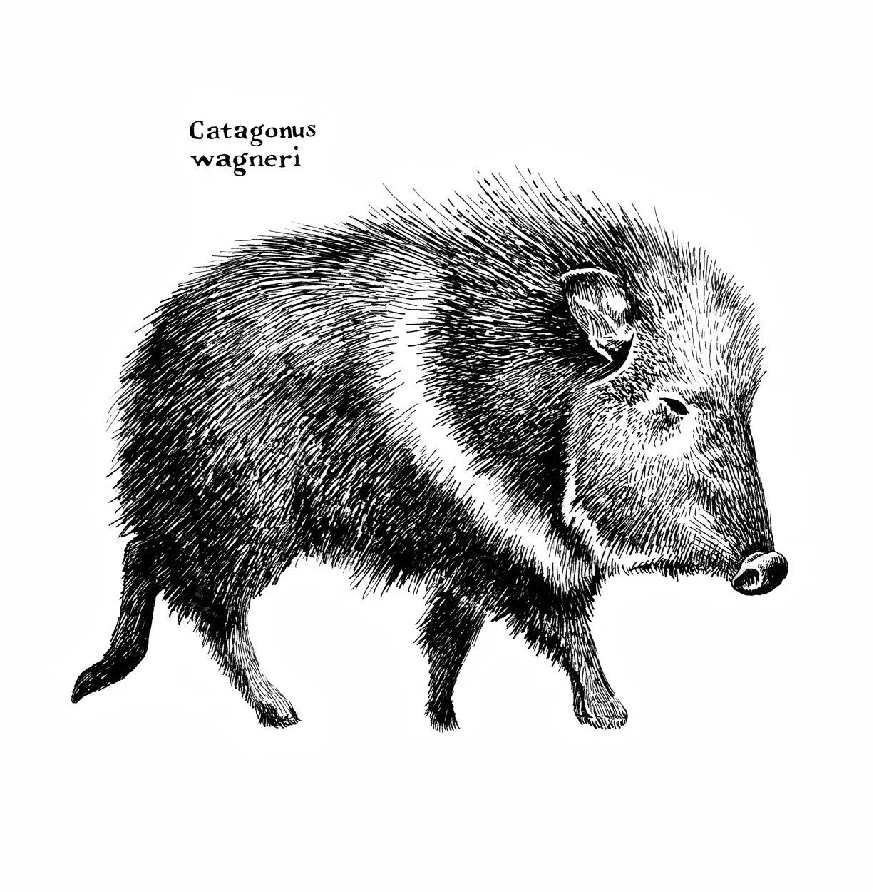 Chacoan Peccary