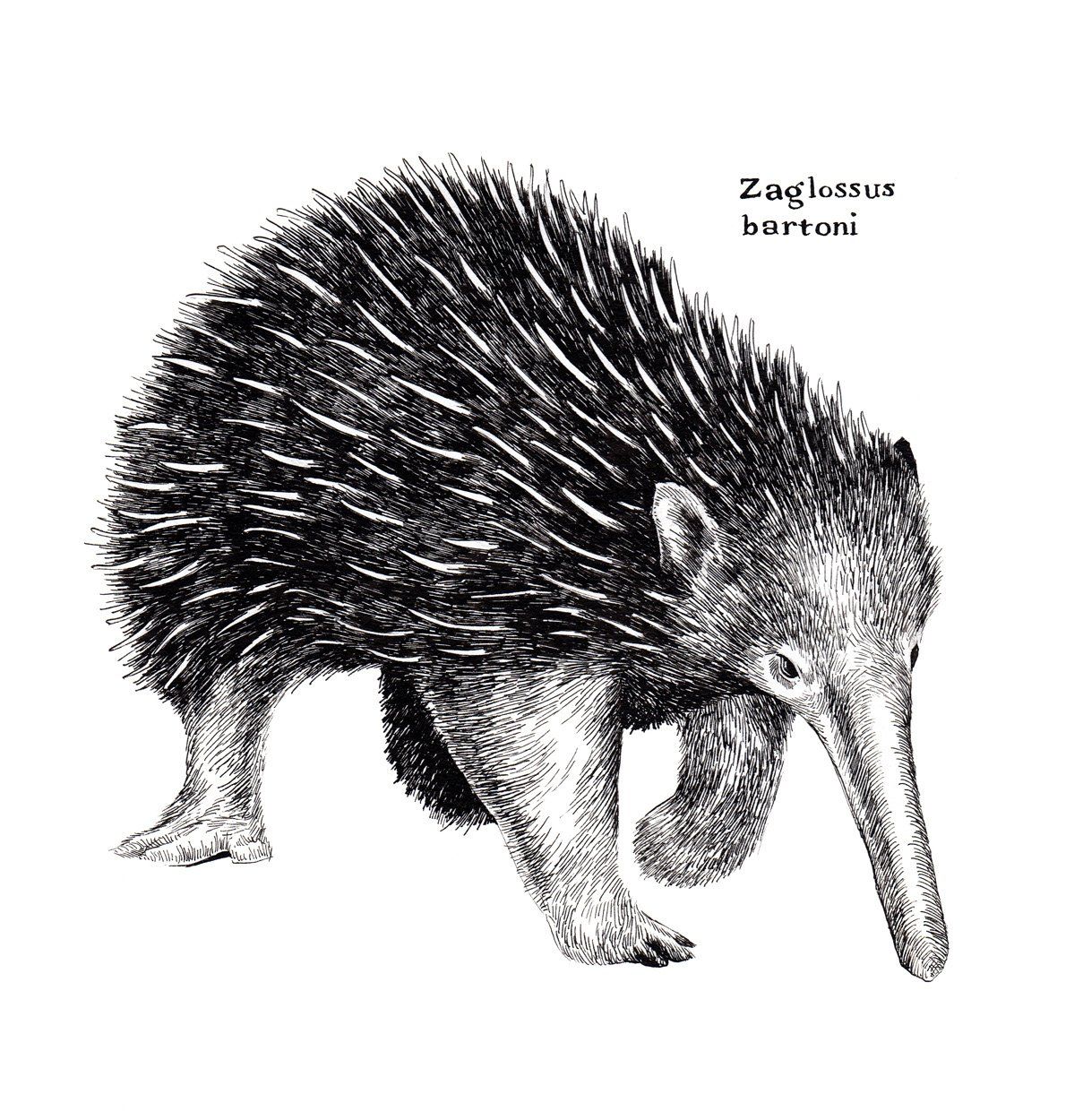Eastern Long-beaked Echidna