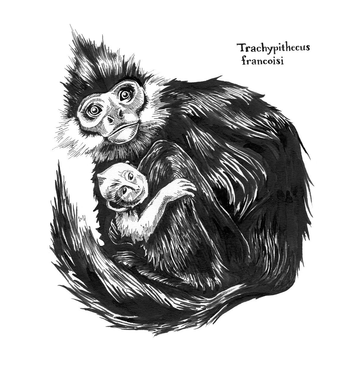 François’ Langur