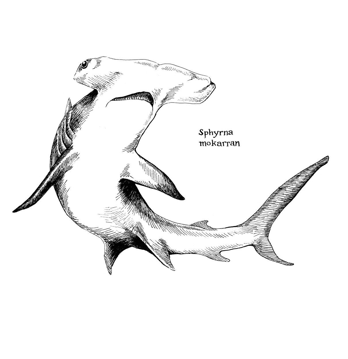 Great Hammerhead