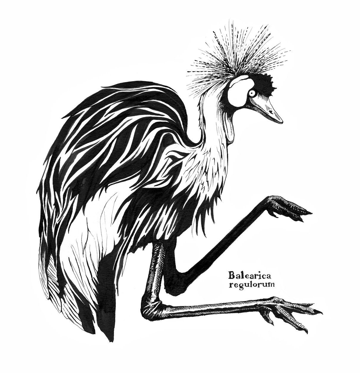 Grey Crowned Crane