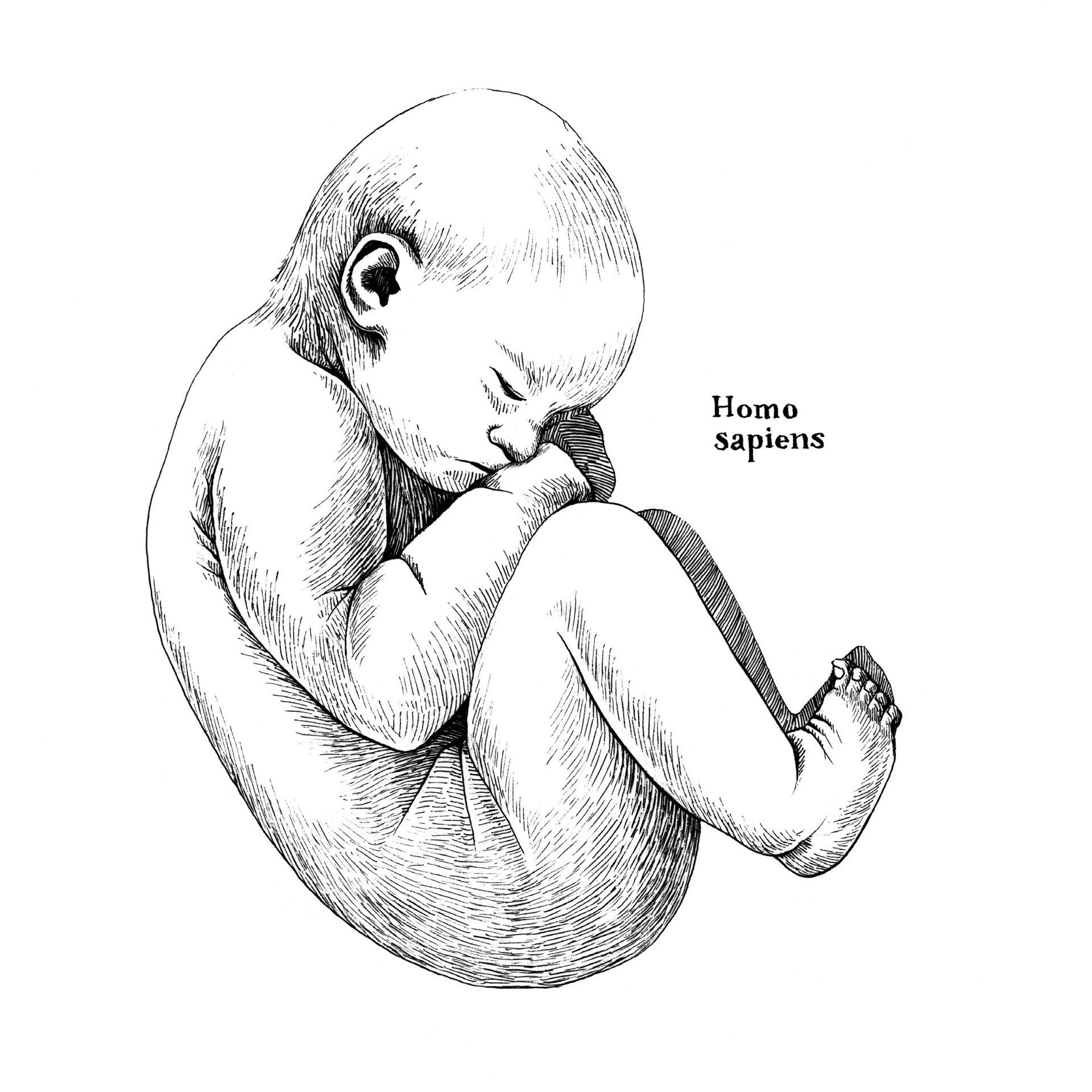 Human