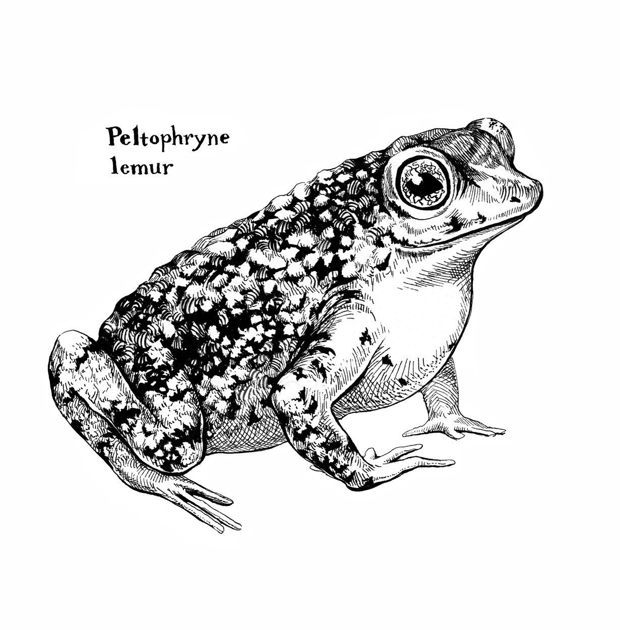 Puerto Rican Crested Toad